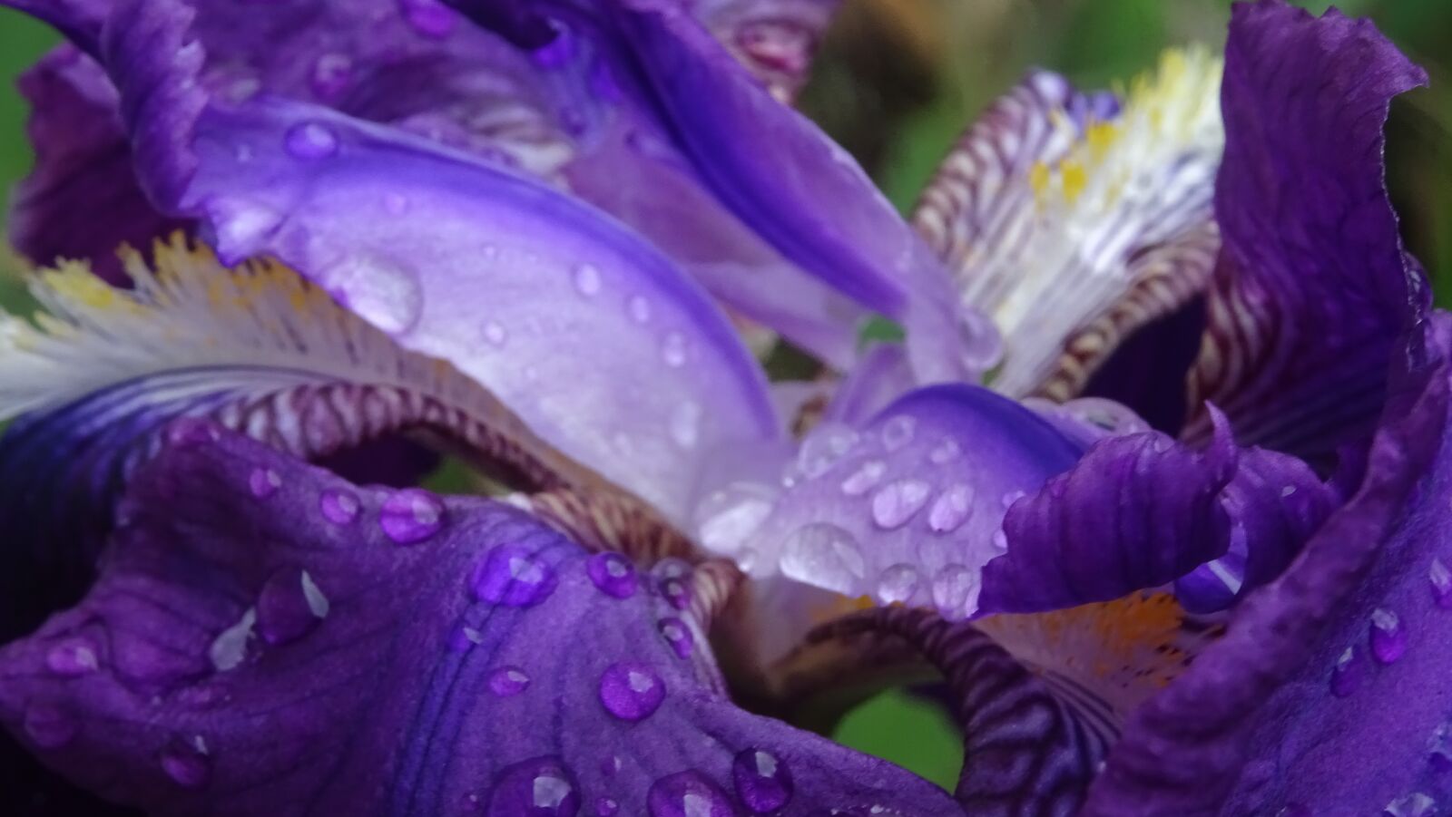 Sony DSC-HX60 sample photo. Flower, violet, nature photography