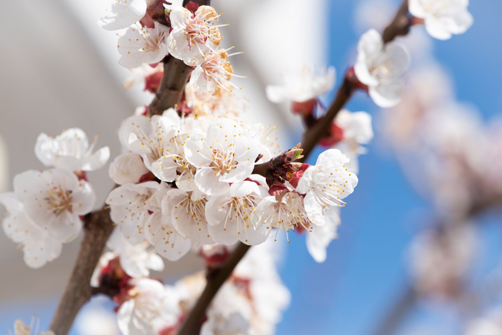 Nikon D750 sample photo. Flowers, white, branches photography