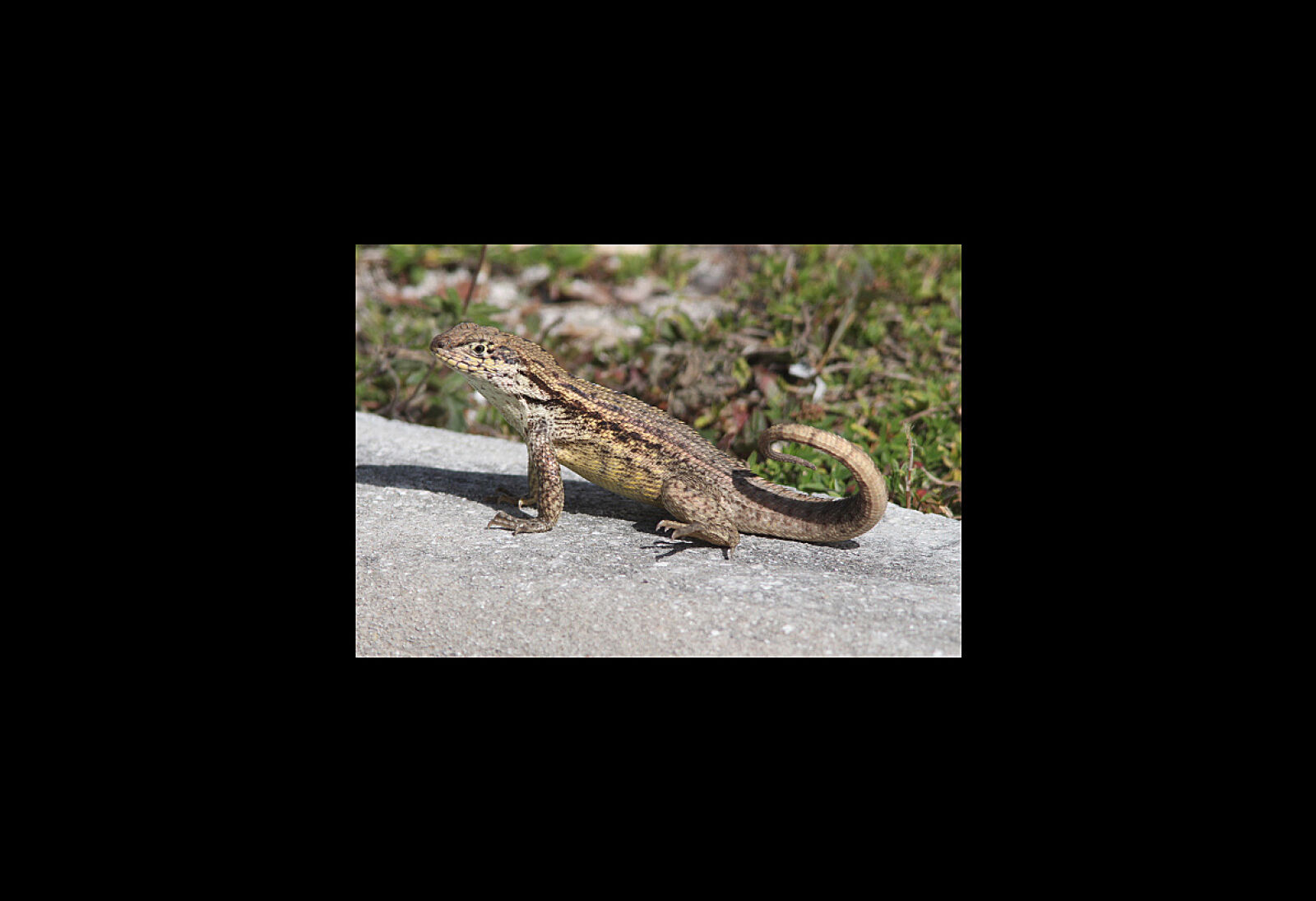 Canon EF 300mm F4L IS USM sample photo