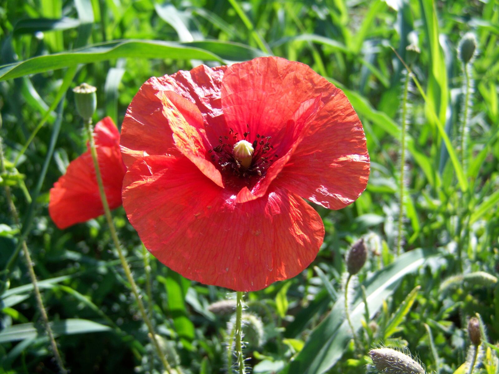 Kodak EASYSHARE ZD710 ZOOM DIGITAL CAMERA sample photo. Red poppy, meadow flower photography