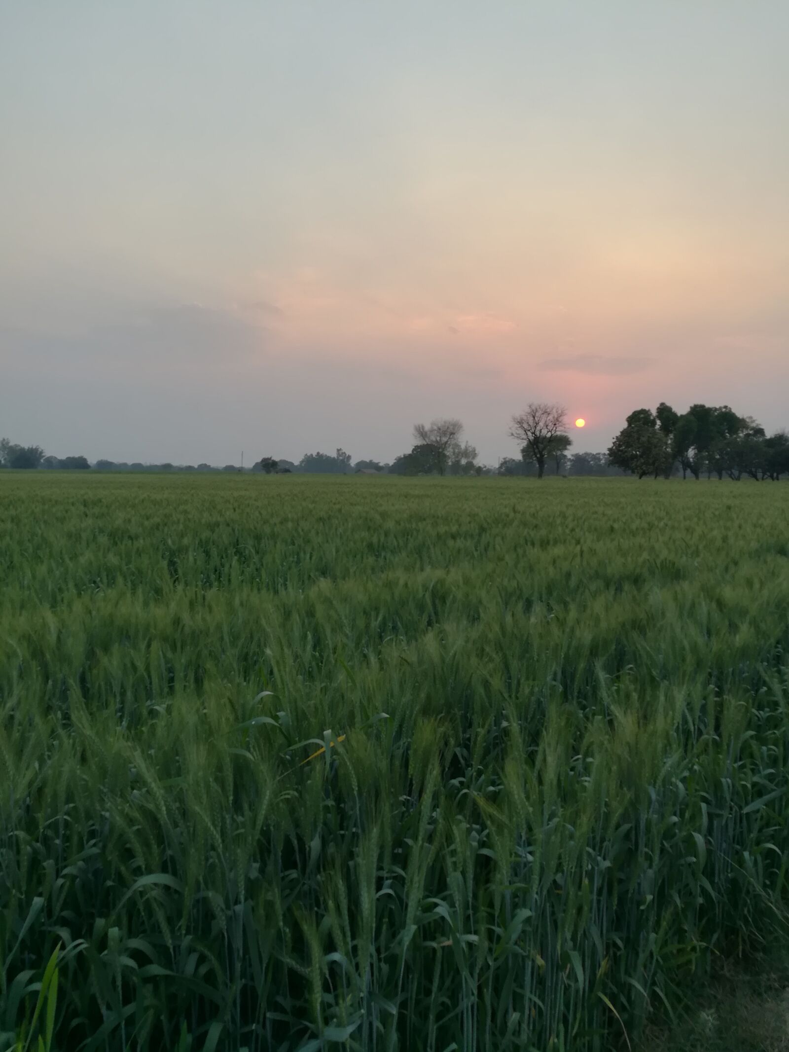 HUAWEI honor 6x sample photo. Sunset, green, wheat photography