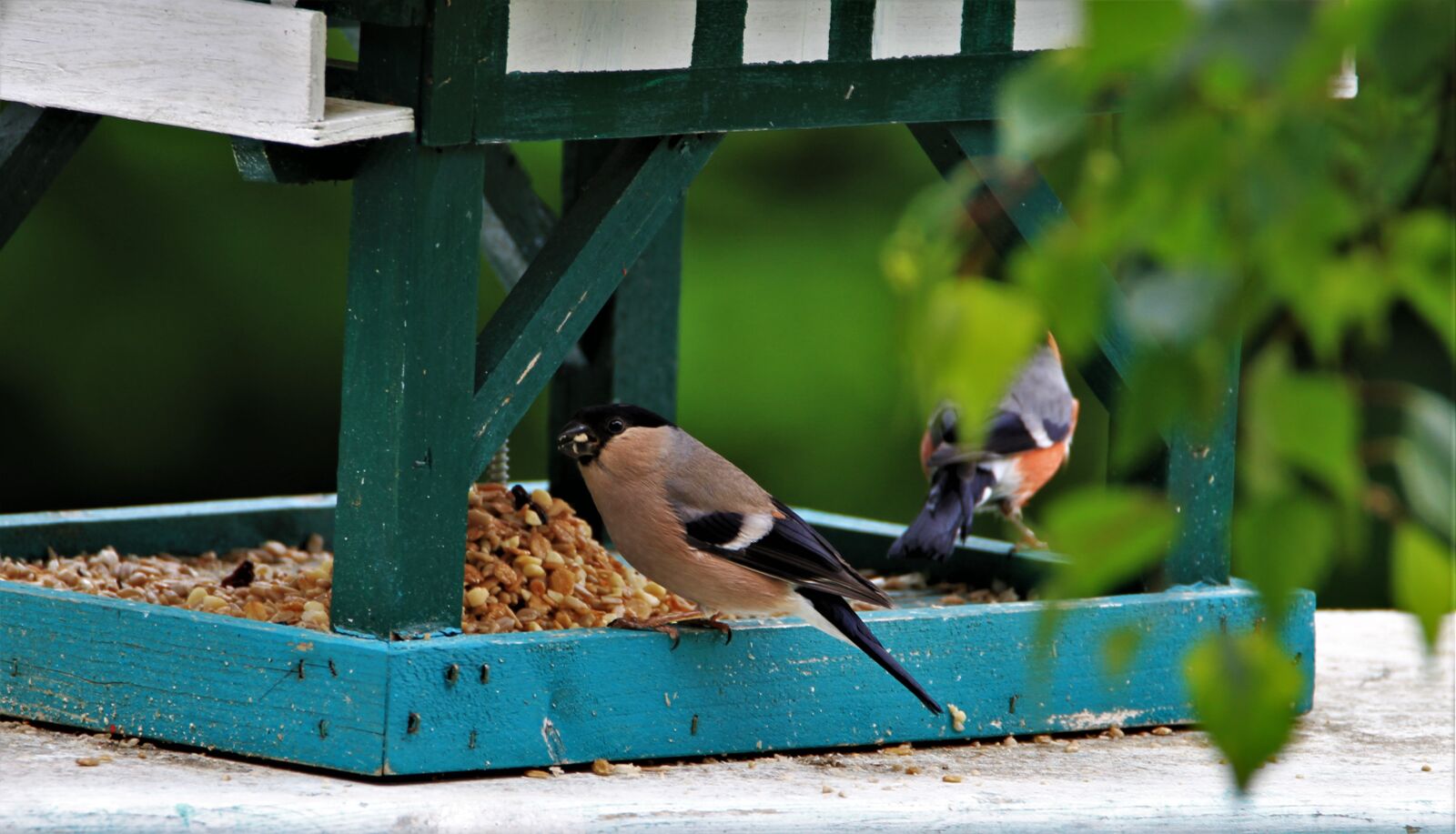 Canon EOS 7D sample photo. Bullfinch, gimpel, brown photography
