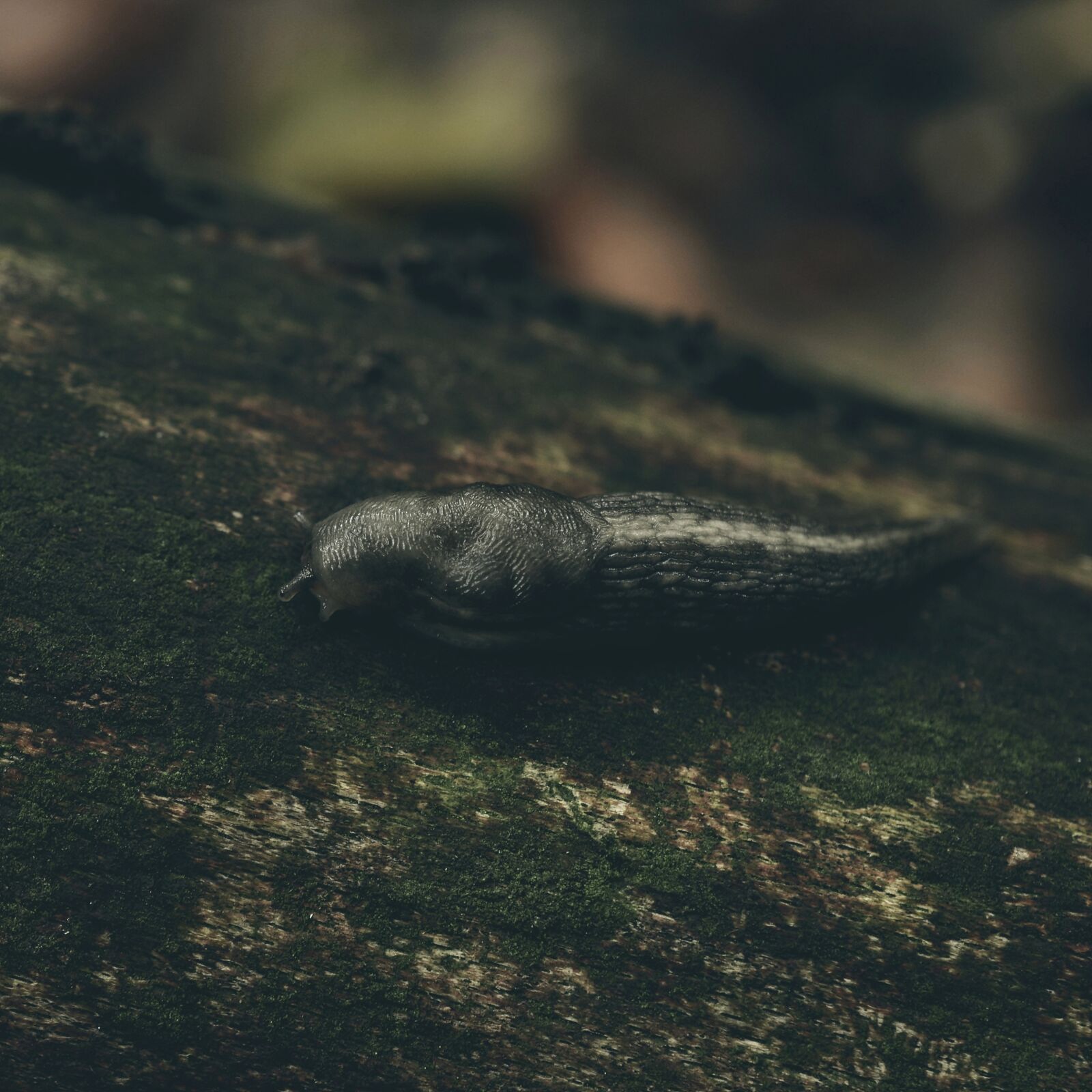 Nikon D7000 sample photo. Autumn, forest, autumn forest photography