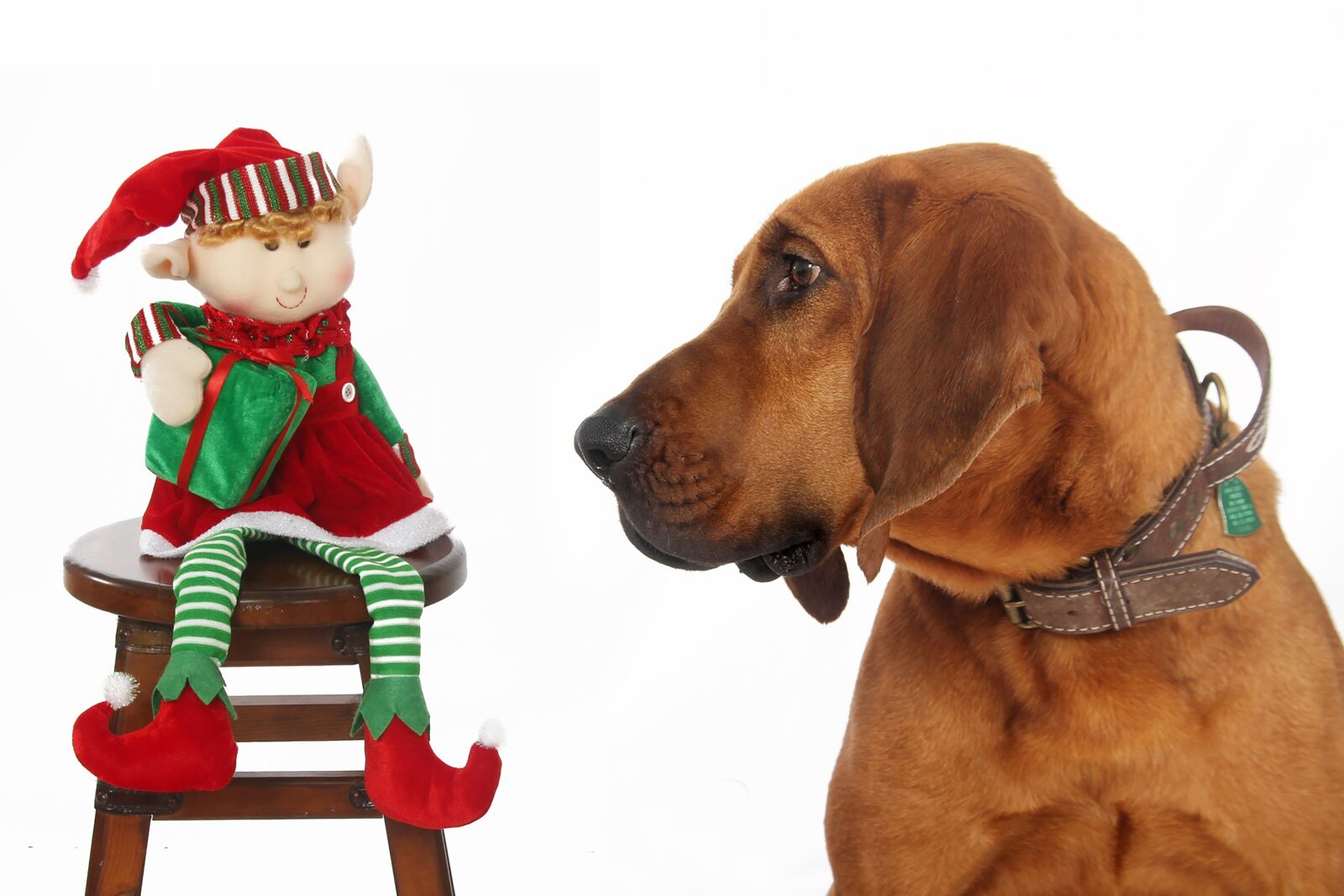 Canon EOS 7D sample photo. Dog looking at elf photography