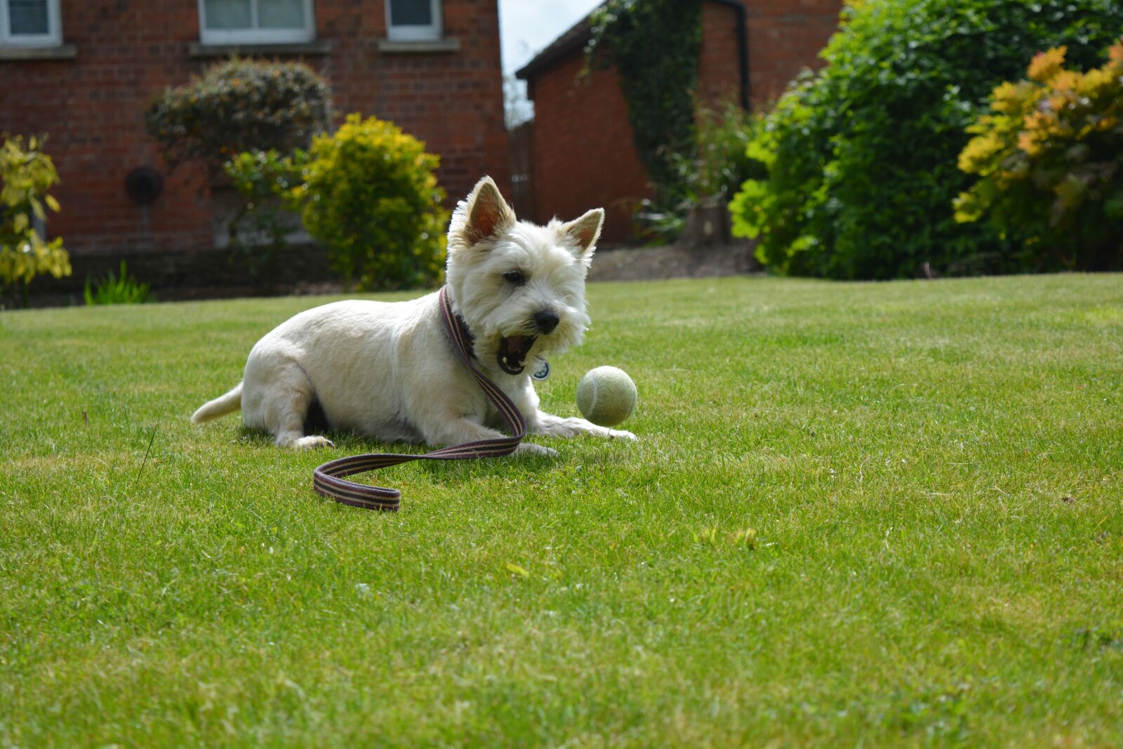 Nikon D5200 sample photo. Dog, dog playing, canine photography