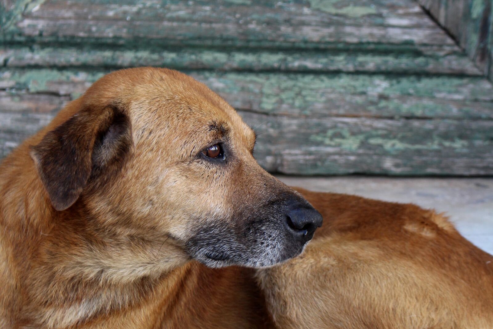 Canon EOS 700D (EOS Rebel T5i / EOS Kiss X7i) sample photo. Dog, street, animal photography
