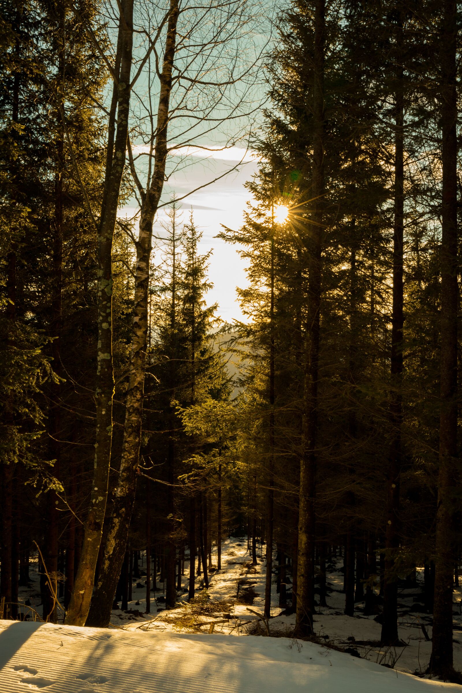 Canon EF 24-70mm F4L IS USM sample photo. Wood, nature, outdoors photography