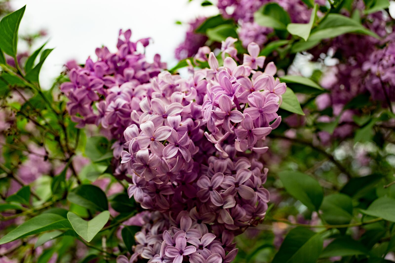 Fujifilm X-T10 sample photo. Without, lilac, siringa photography