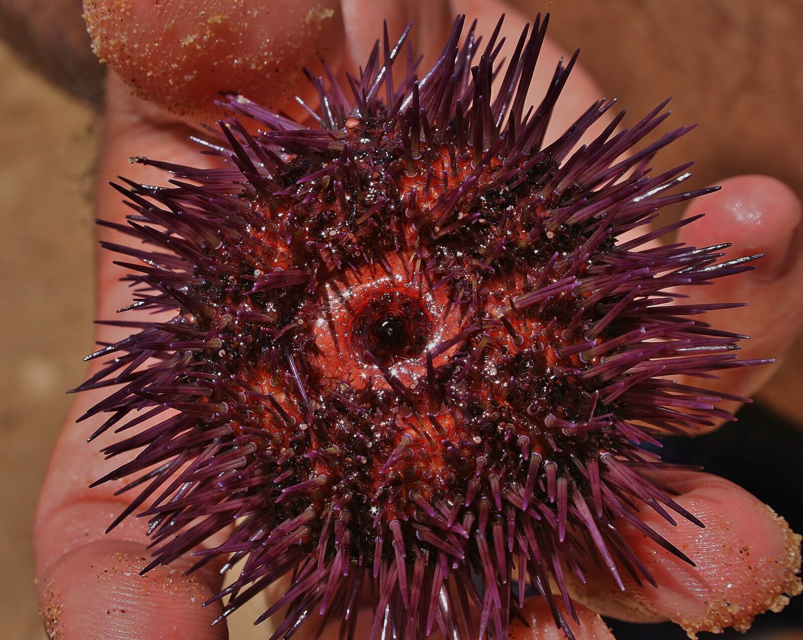 Canon EOS 400D (EOS Digital Rebel XTi / EOS Kiss Digital X) sample photo. Sea urchins, seafood, fresh photography