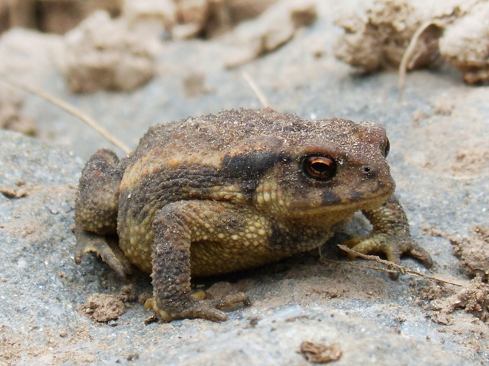 Panasonic DMC-FZ62 sample photo. Toad, sapito, batrachian photography