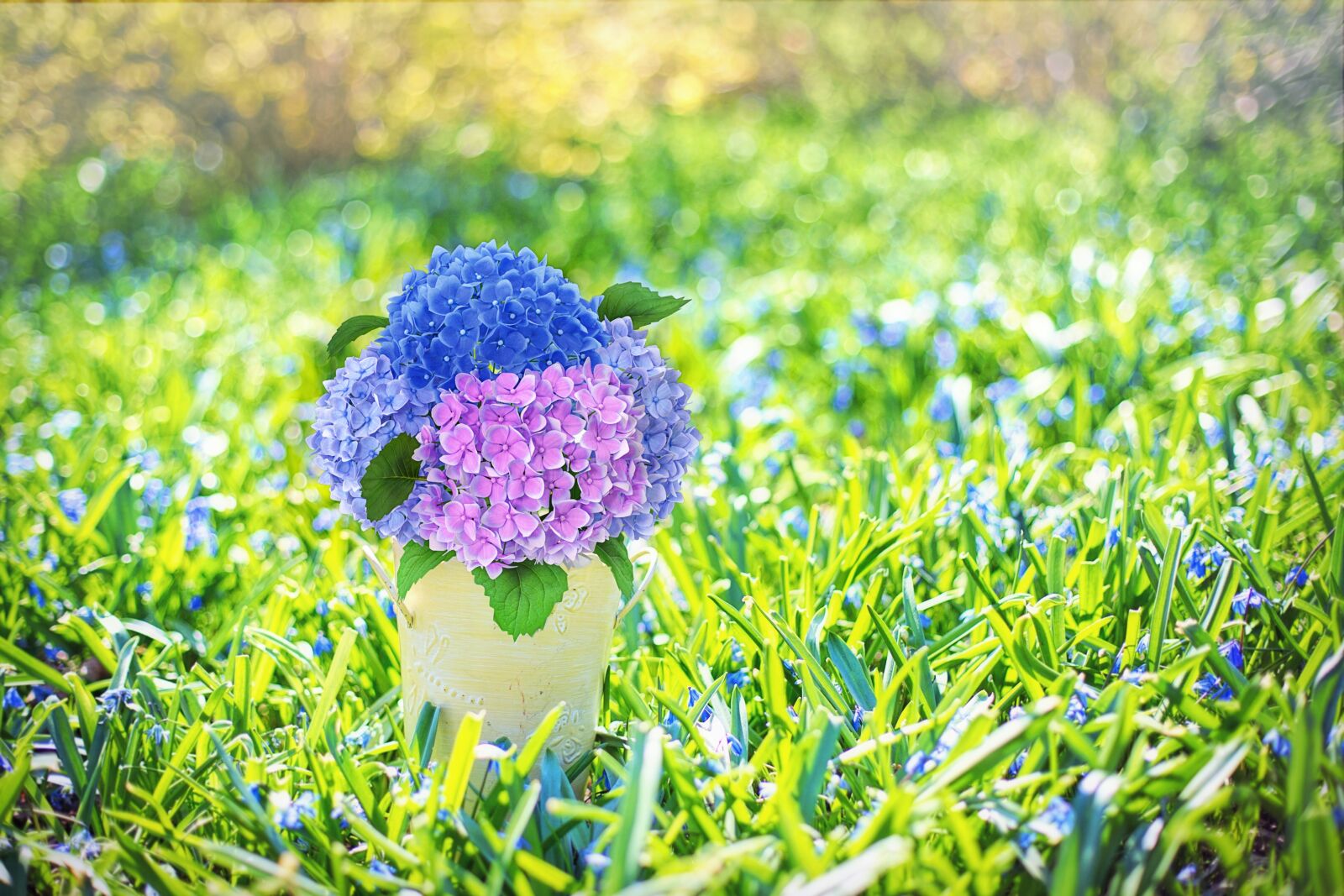 Canon EF 50mm F1.4 USM sample photo. Spring flowers, hydrangeas, purple photography