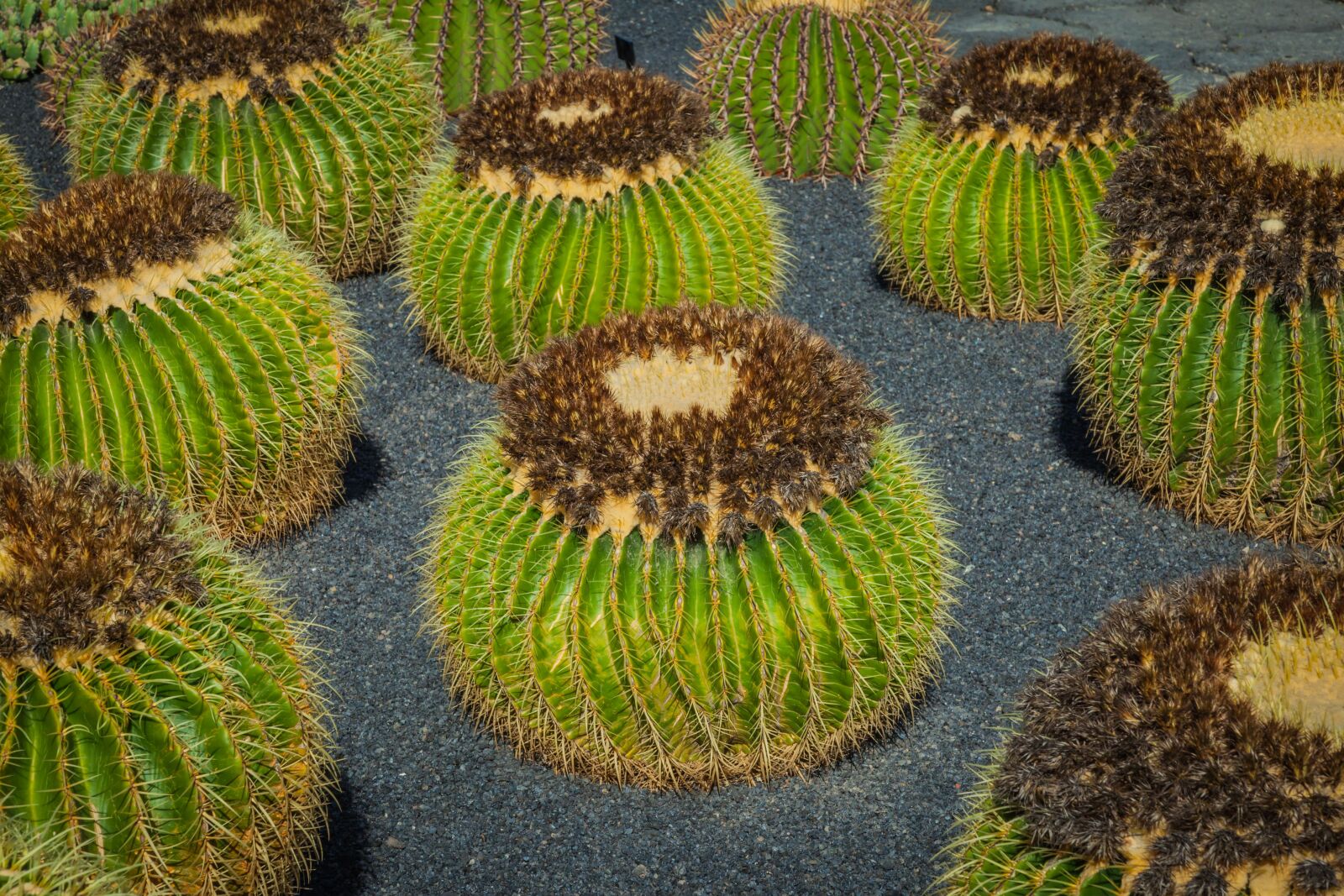 Canon EOS 5D Mark II sample photo. Mammillaria, cactus, cactus greenhouse photography