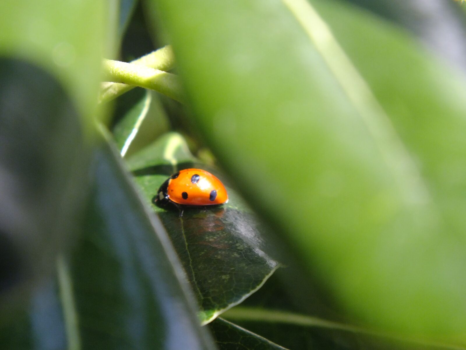 Fujifilm FinePix HS20EXR sample photo. Ladybug, leaves, nature photography