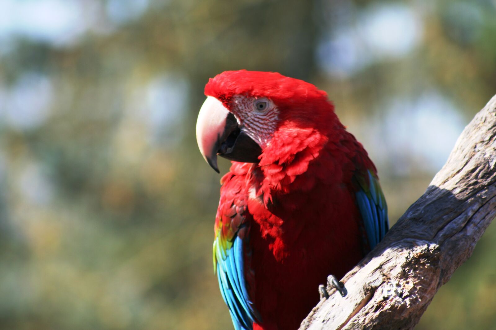 Canon EOS 350D (EOS Digital Rebel XT / EOS Kiss Digital N) sample photo. Ara, parrot, close up photography