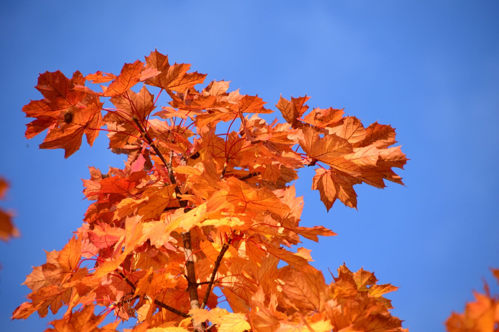 Nikon D3300 sample photo. Leaves, yellow, autumn photography