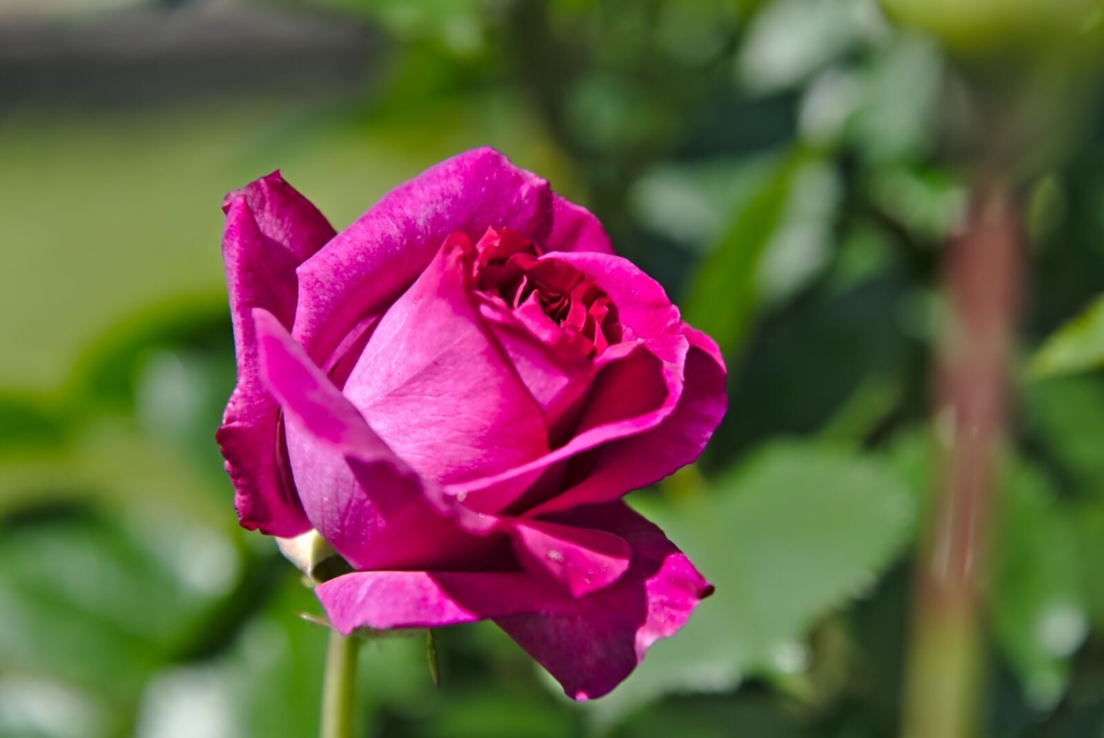 Nikon D750 sample photo. Rose, rose bloom, flower photography