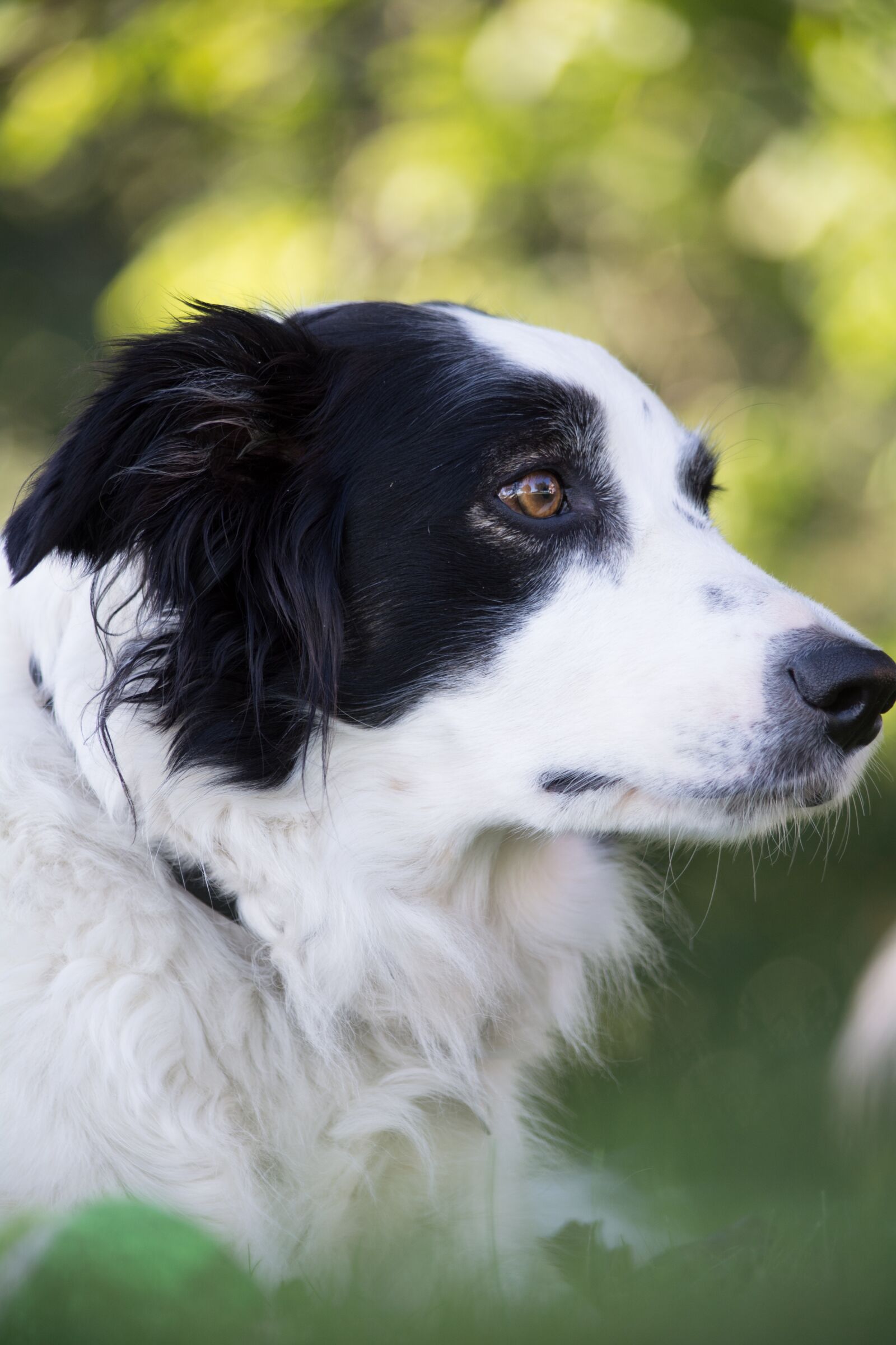 Nikon D5200 sample photo. Dog, animal, outside photography