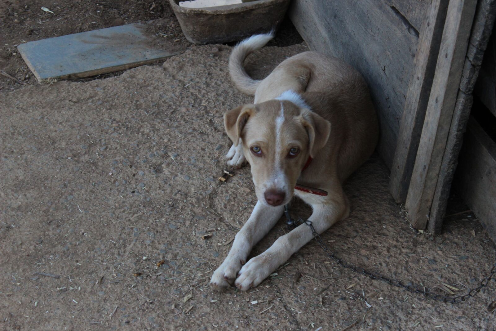 Canon EOS 600D (Rebel EOS T3i / EOS Kiss X5) sample photo. Dog, stuck, animal photography