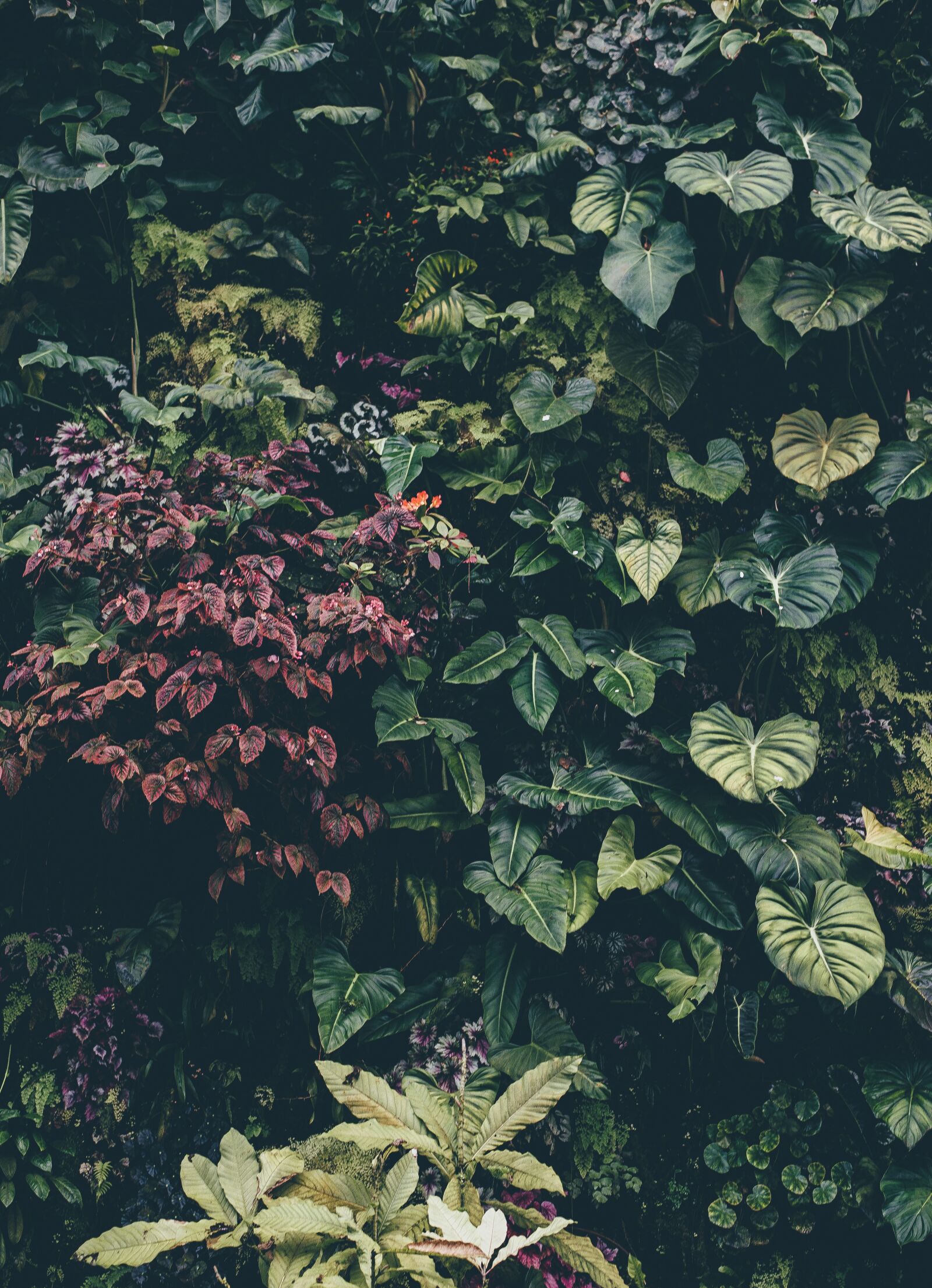 Nikon D4S sample photo. Botanical, shrub, bush photography