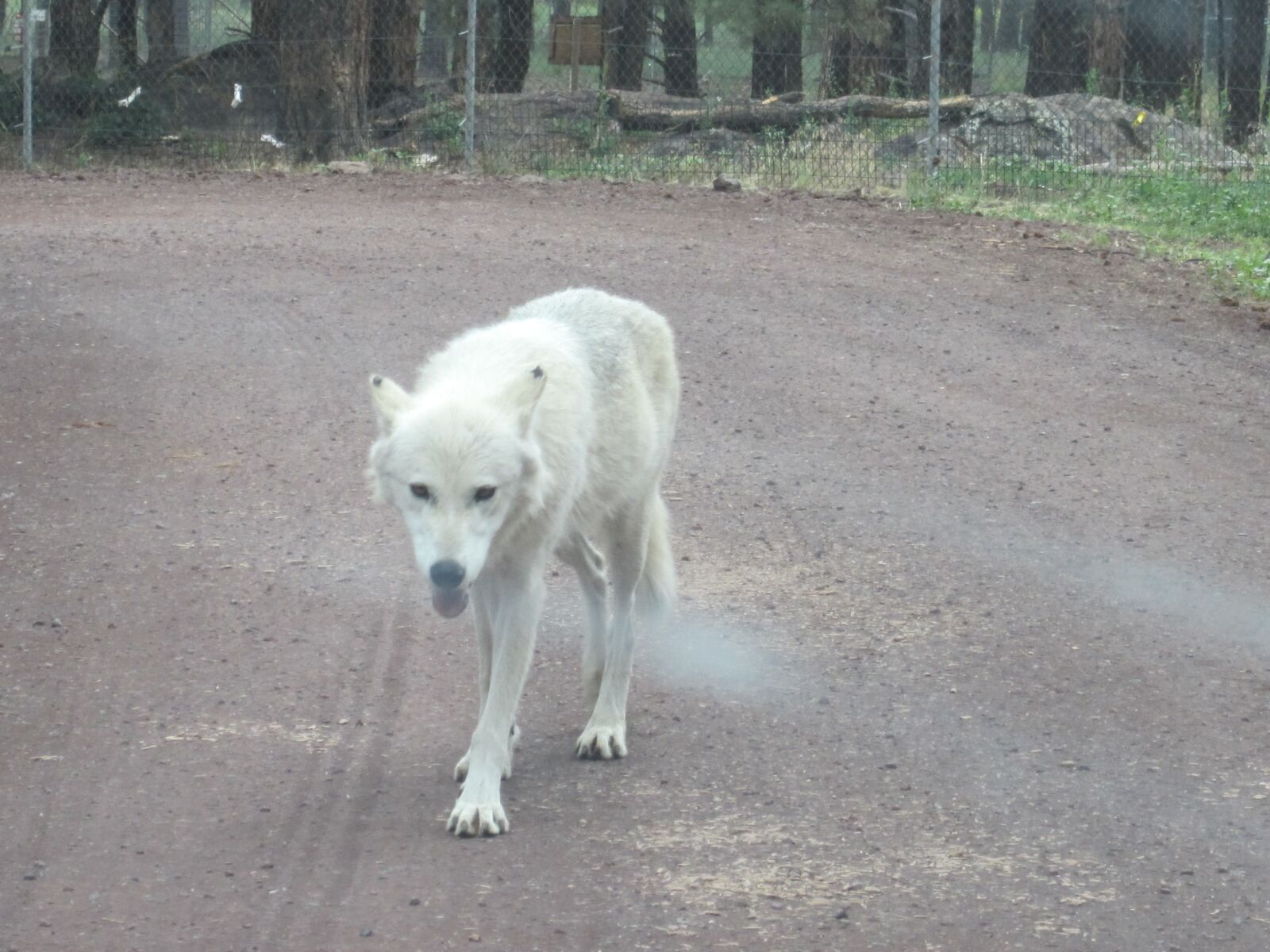 Canon PowerShot ELPH 100 HS (IXUS 115 HS / IXY 210F) sample photo. Wolf, white wolf, predator photography