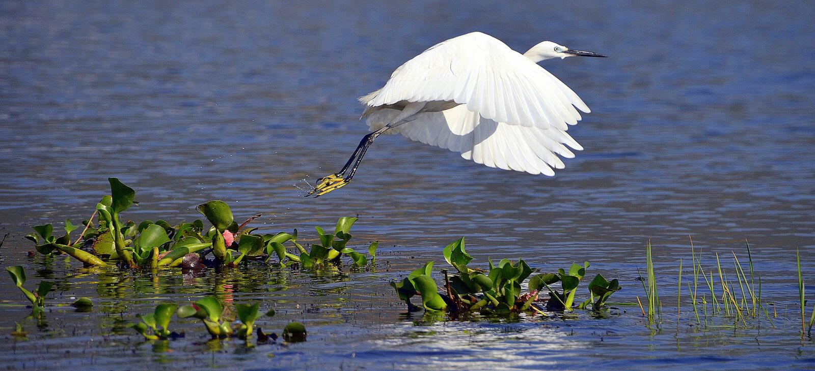 Nikon D5100 sample photo. White, heron, whooper photography