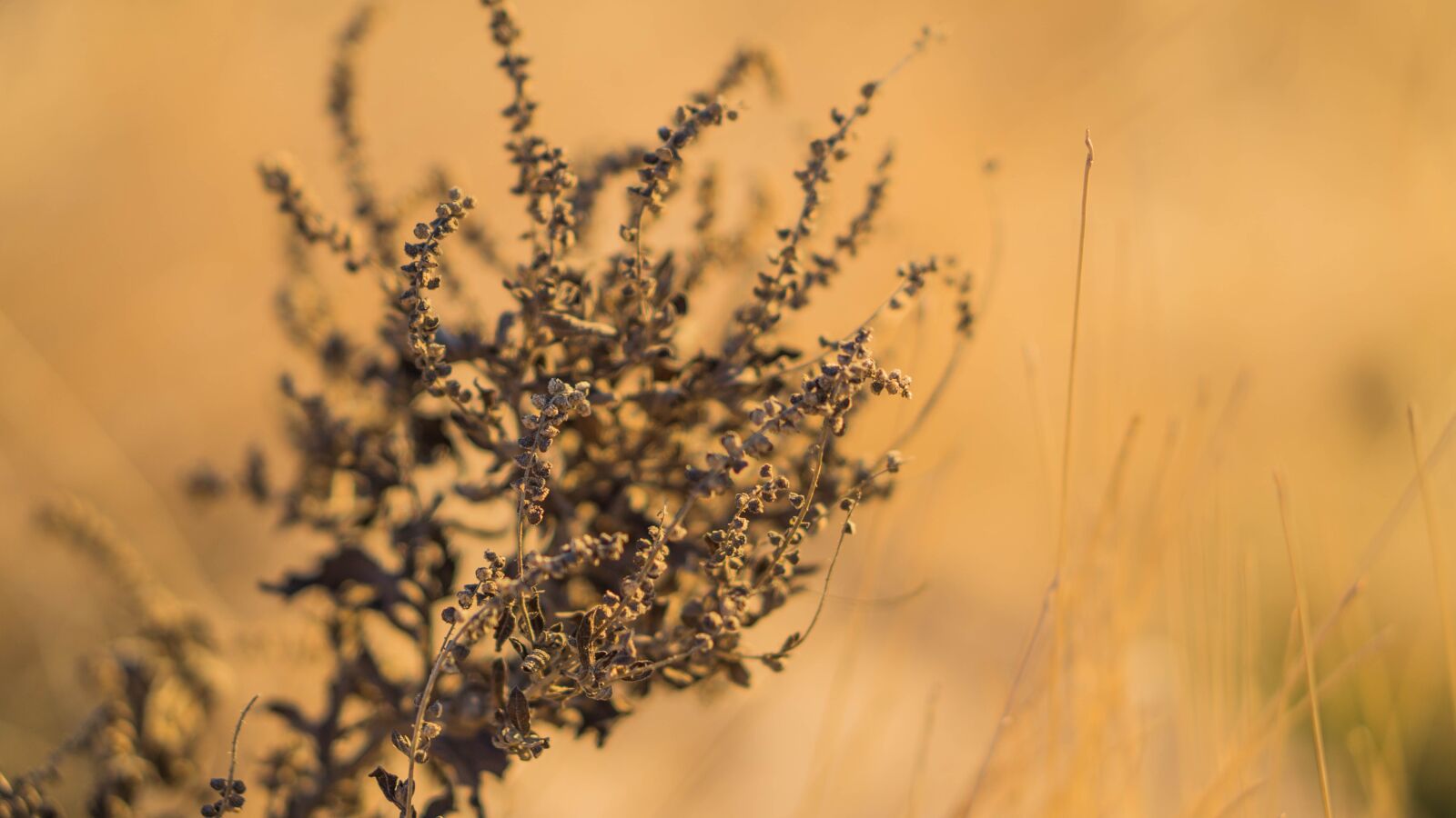 E 50mm F1.8 OSS sample photo. Nature, closeup, dry photography