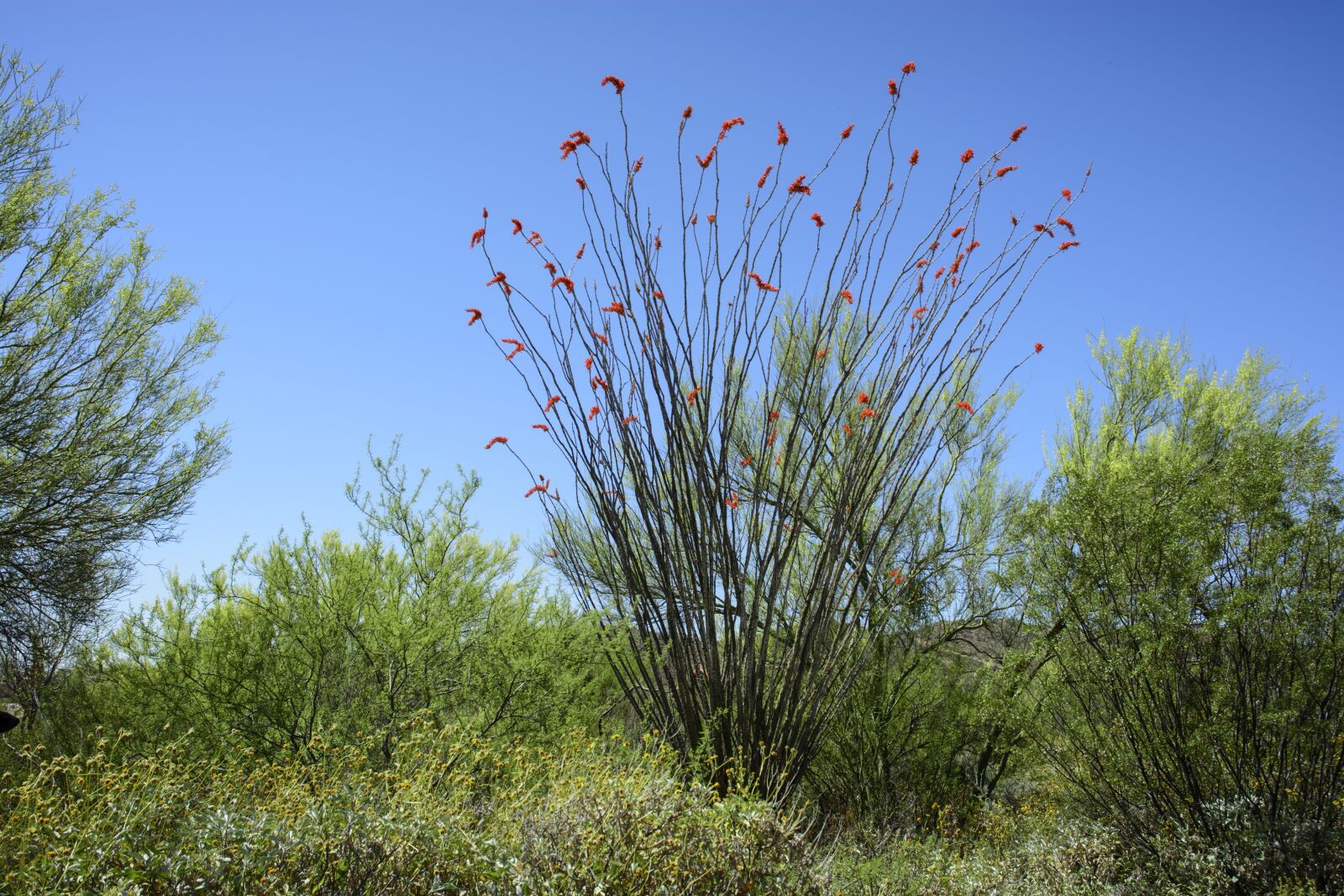 Nikon D5200 sample photo. Tucson, arizona, kennedy park photography