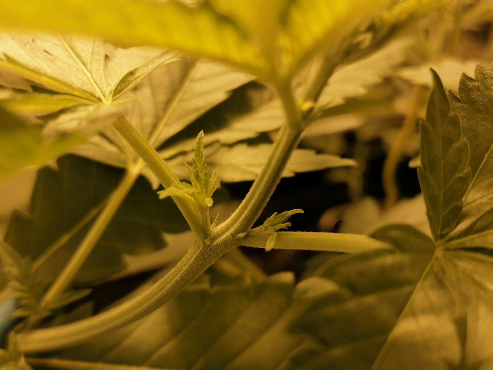 HUAWEI P30 LITE sample photo. Marijuana, preflowery, ganja photography