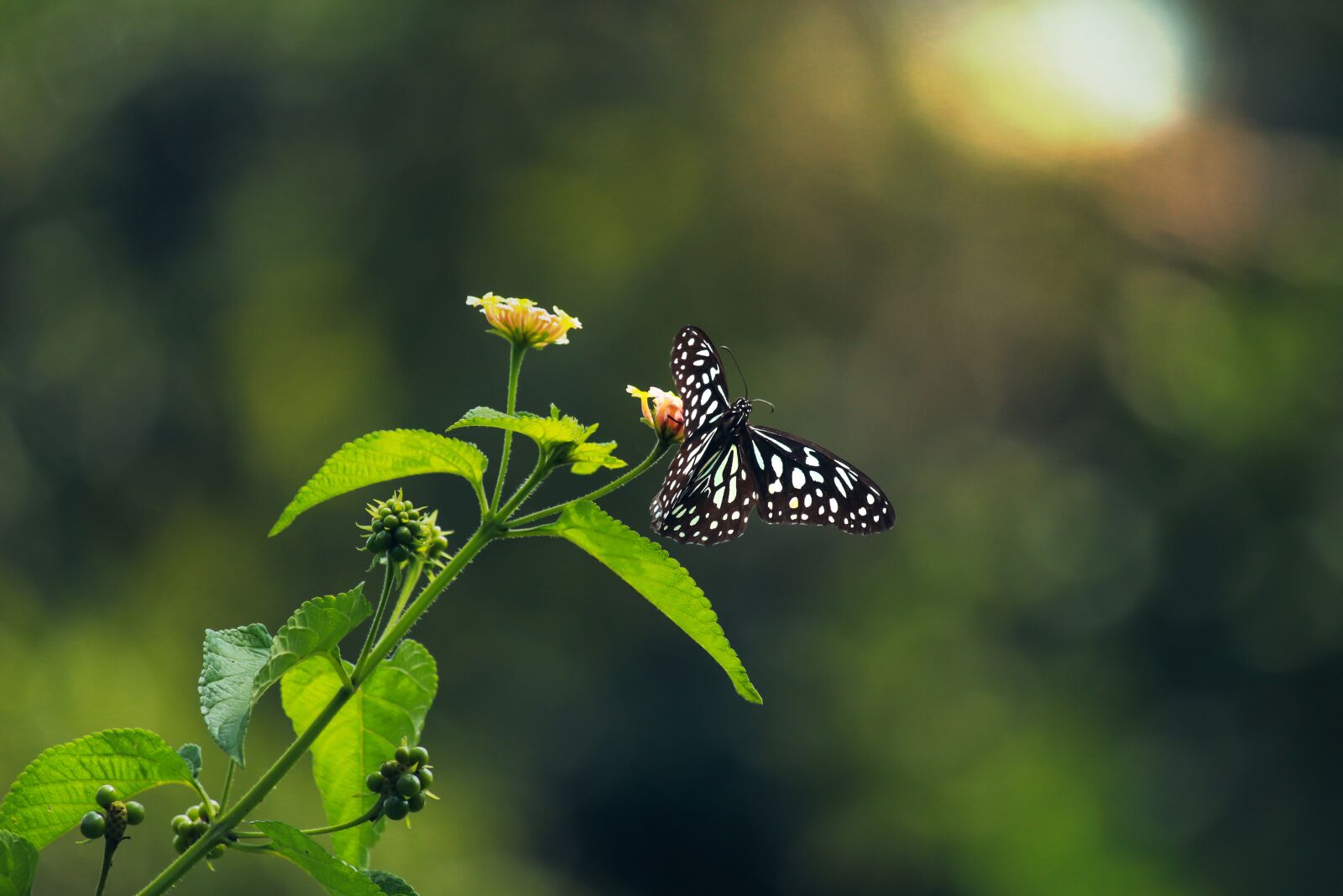 Canon EOS 700D (EOS Rebel T5i / EOS Kiss X7i) sample photo. Butterfly, flower, insect photography