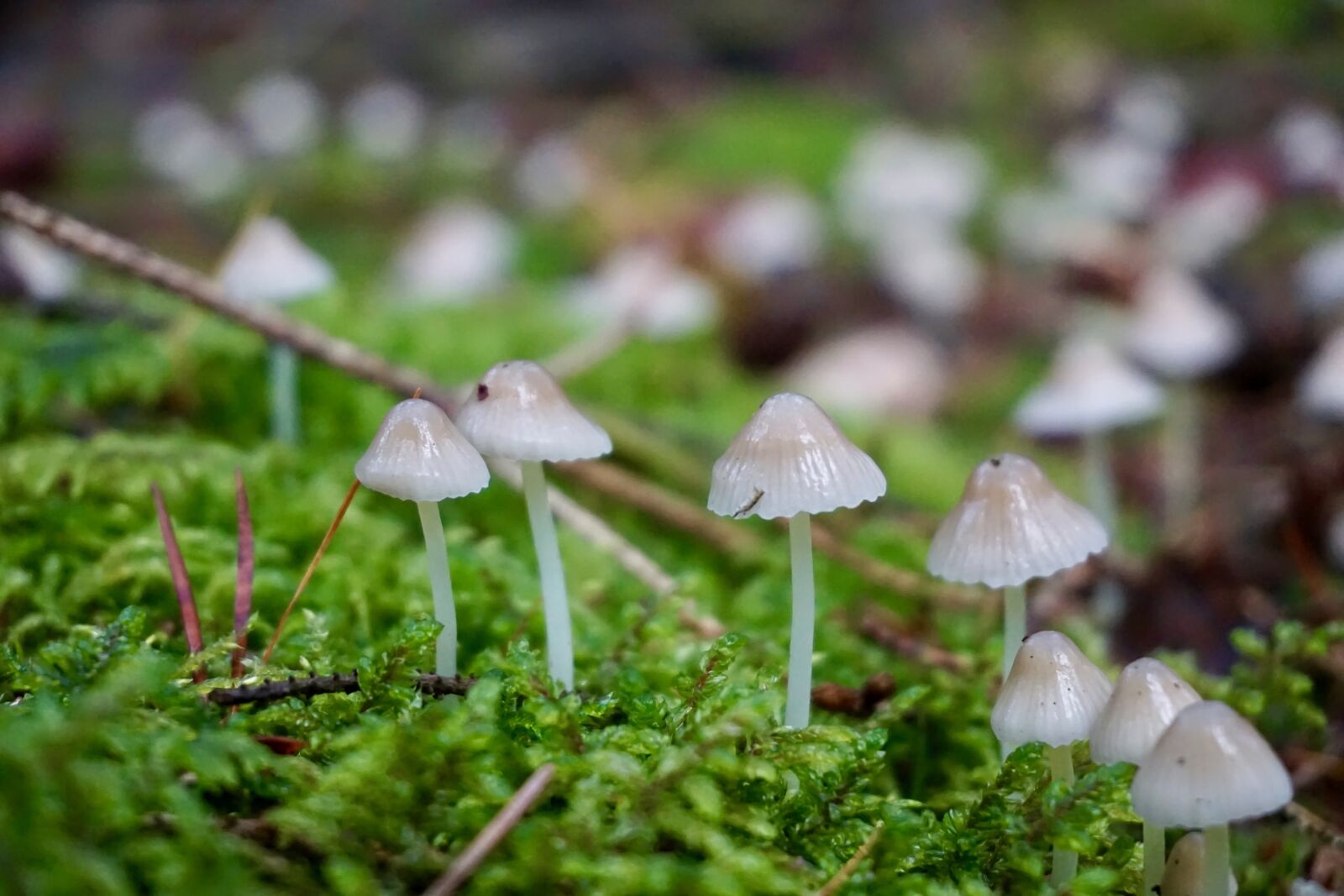 Sony a6000 sample photo. Hamid, mushroom, moss photography