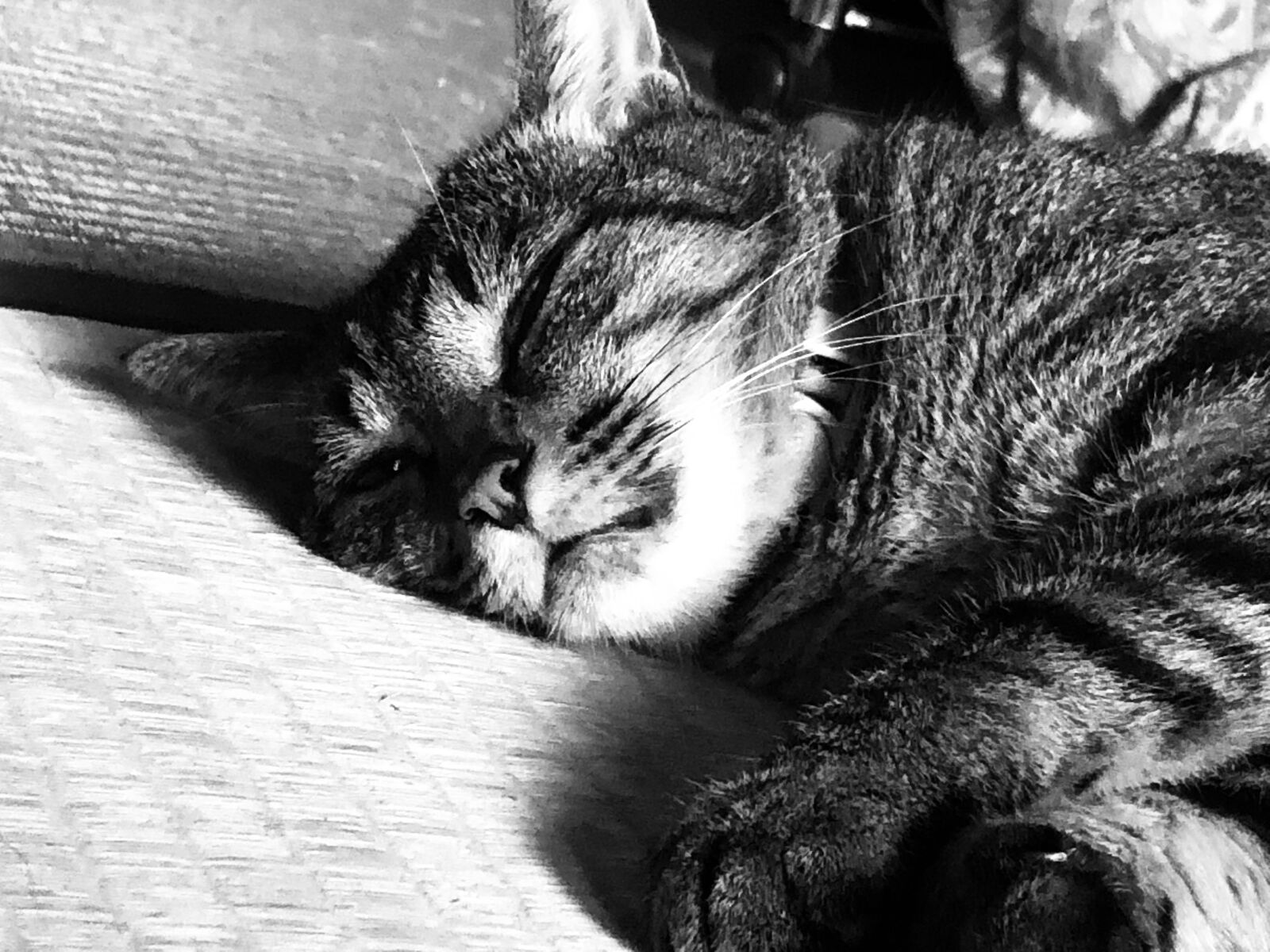 iPhone 8 back camera 3.99mm f/1.8 sample photo. Summer, cat, adorable photography