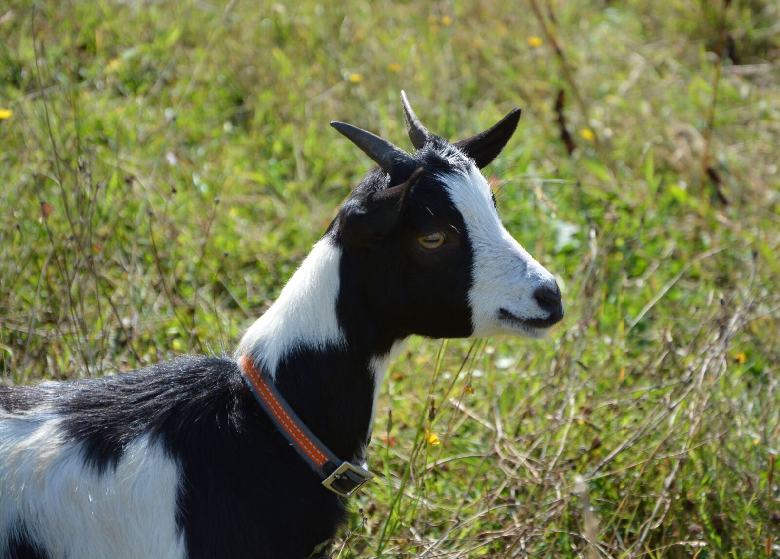 Nikon D5200 sample photo. Goat, goat profile, head photography