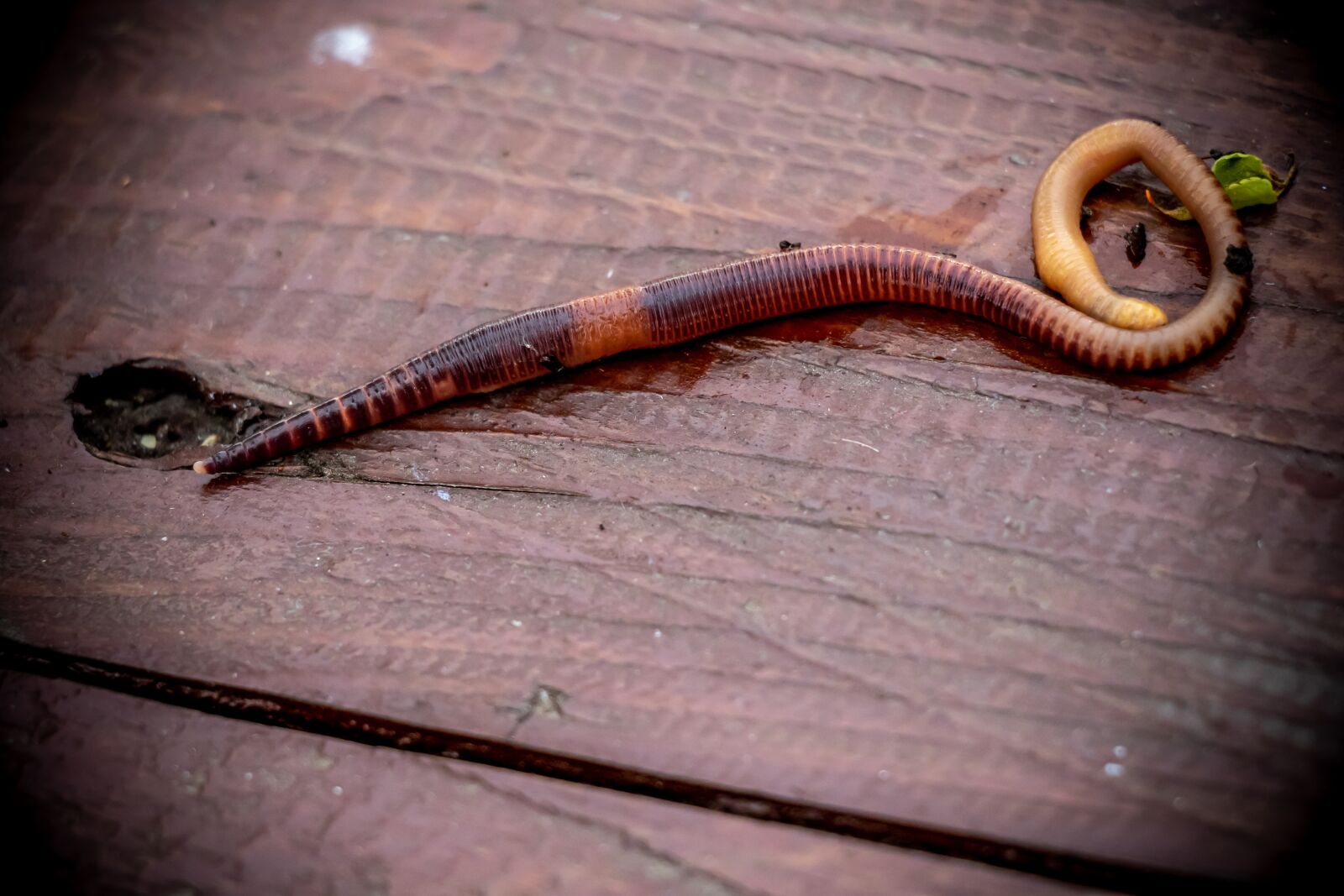 Canon EF-S 18-135mm F3.5-5.6 IS USM sample photo. Earthworm, worm, bait photography