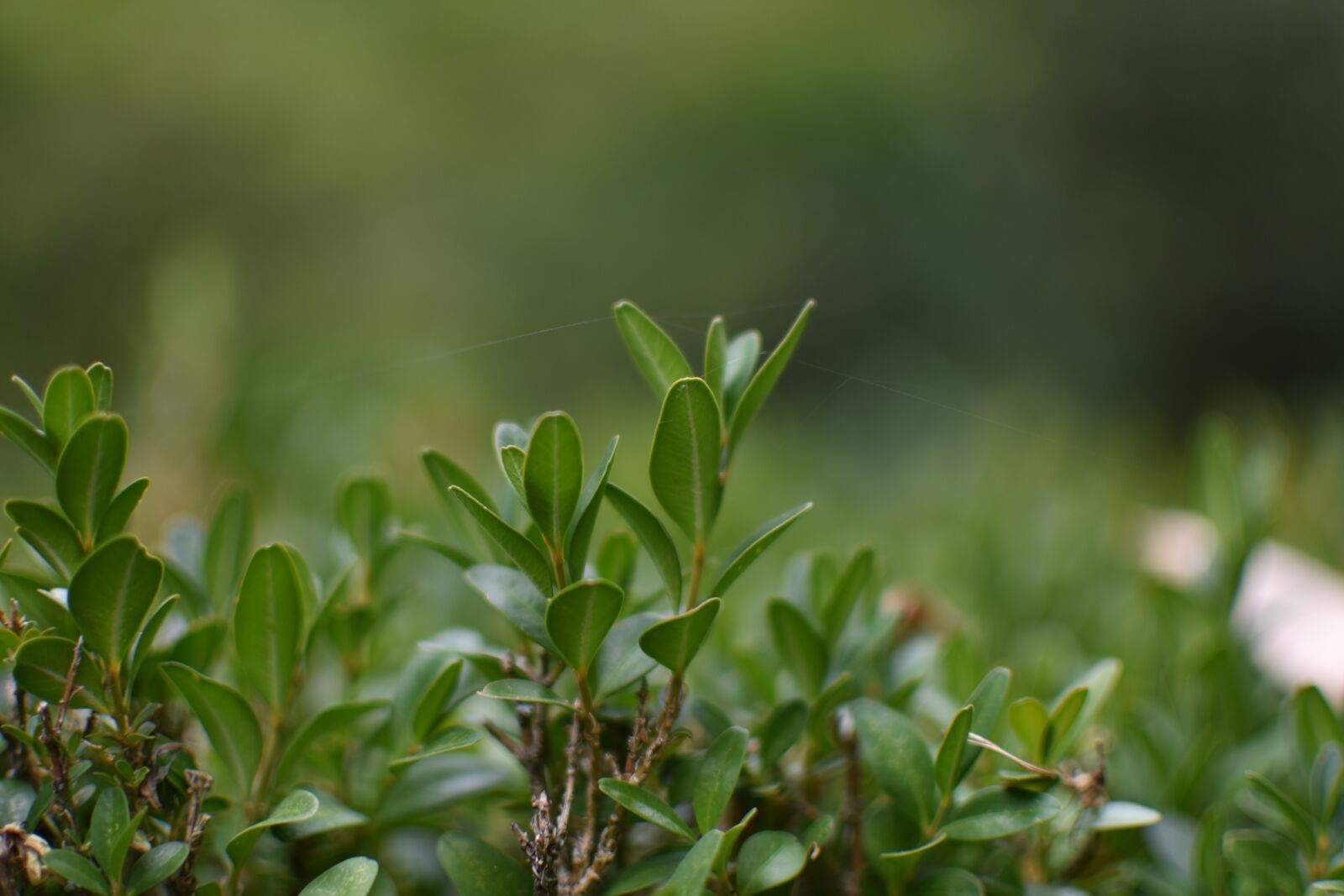 Nikon D3400 sample photo. Green, leaves, nature photography