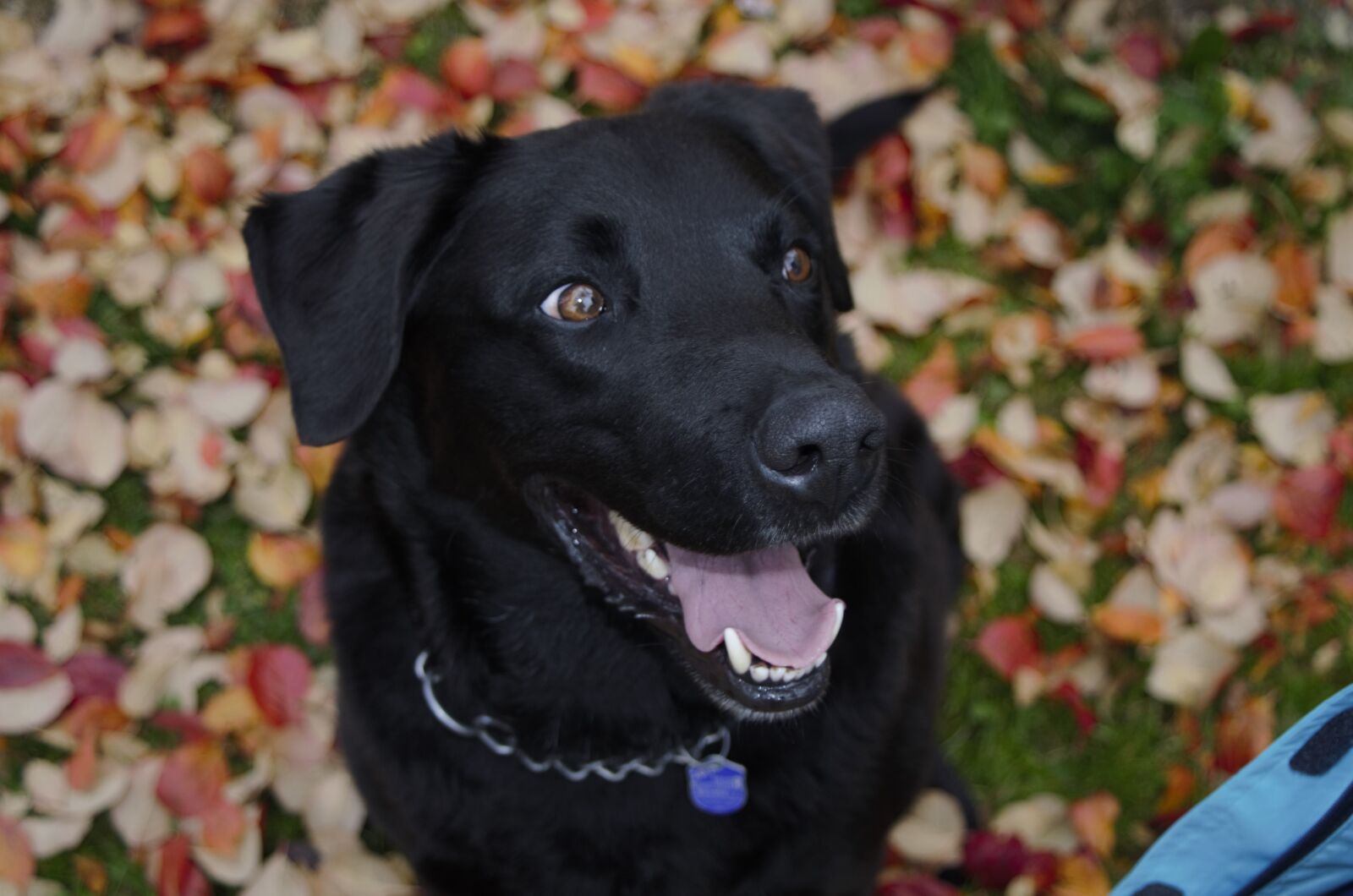 Nikon D7000 sample photo. Black dog, brown eyes photography