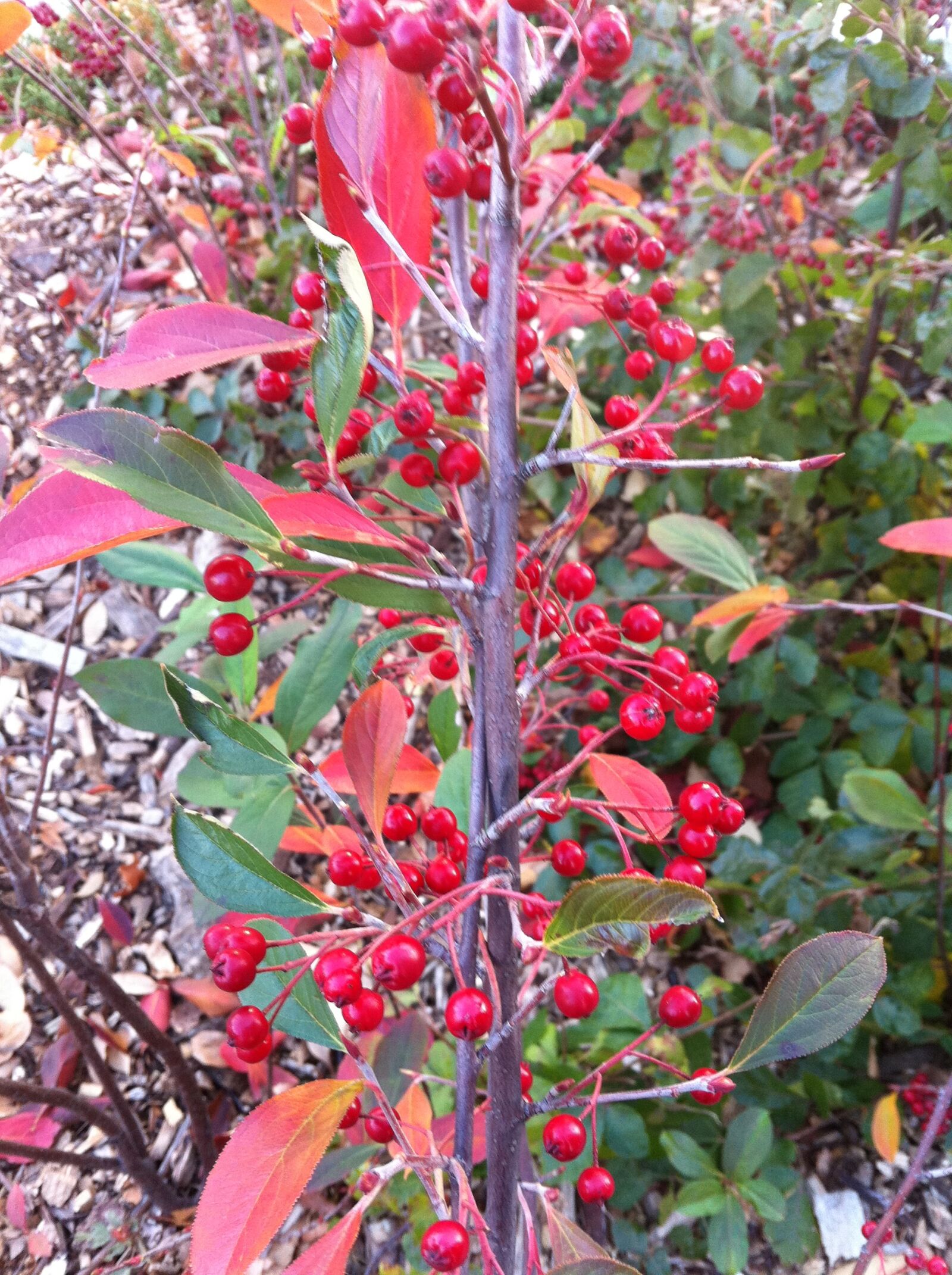 Apple iPhone 4 sample photo