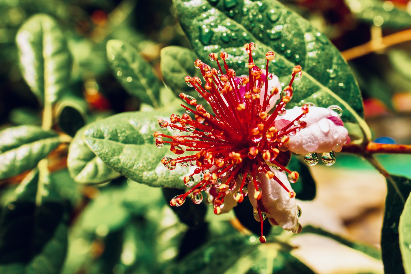 Canon EOS 1300D (EOS Rebel T6 / EOS Kiss X80) sample photo. Feijoa, flower, edible photography