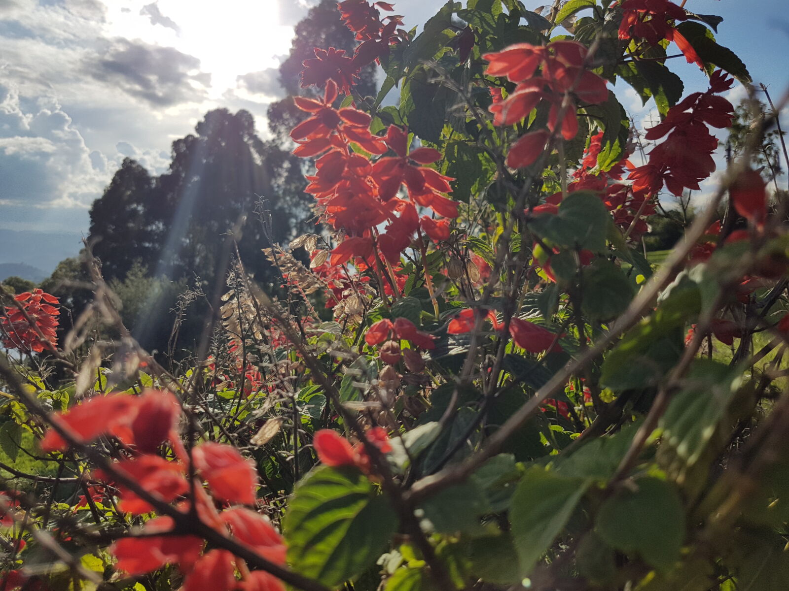 Samsung Galaxy S7 Edge sample photo