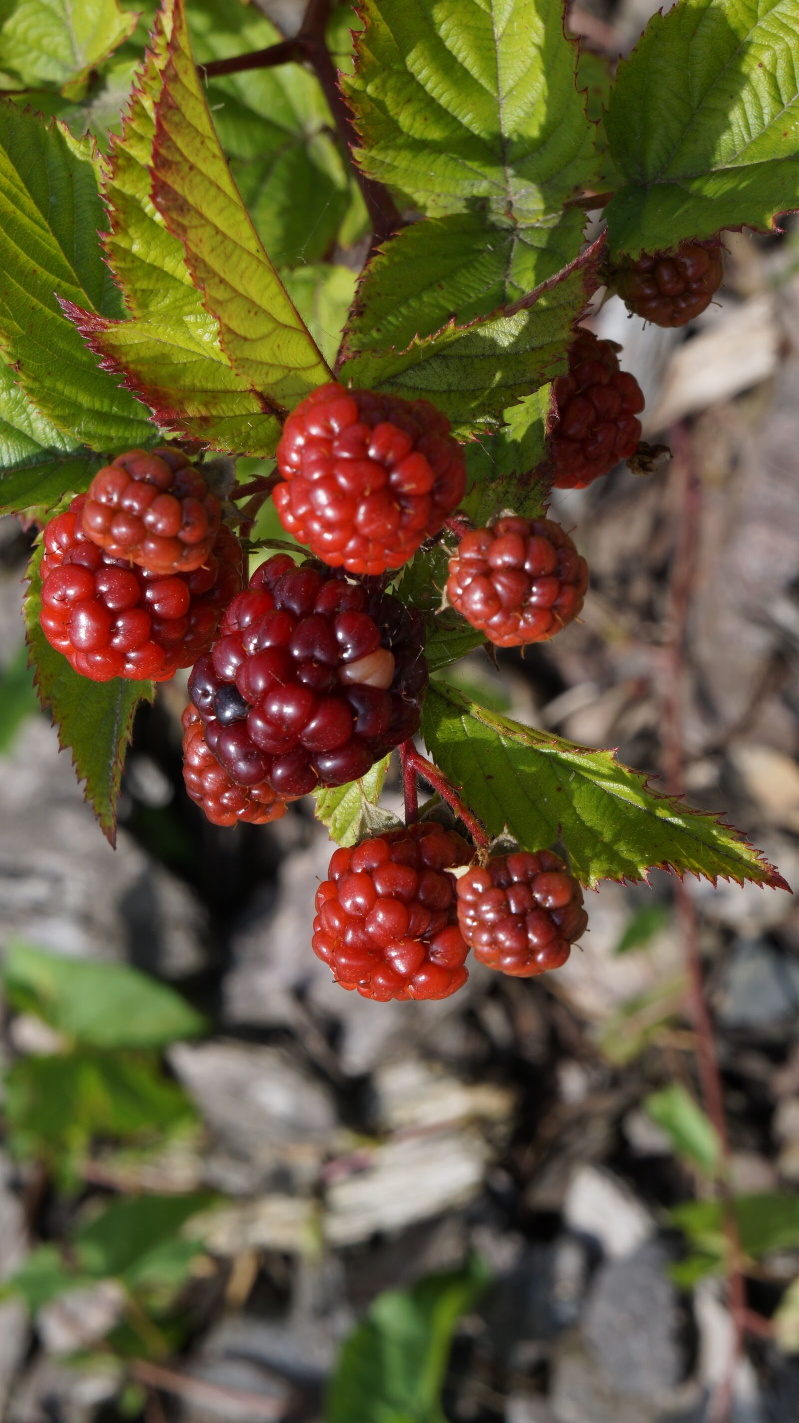Sony Alpha a3000 + Sony E 18-55mm F3.5-5.6 OSS sample photo. Bramble, immature, nature photography