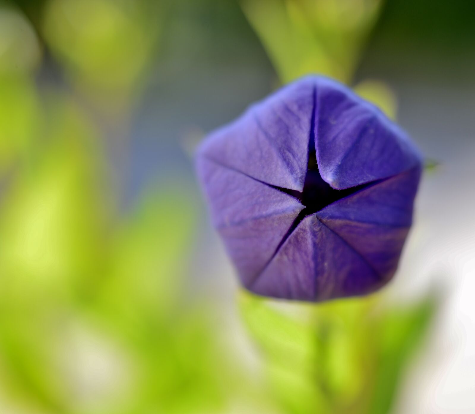 Nikon D600 sample photo. Campanula, flower, summer photography