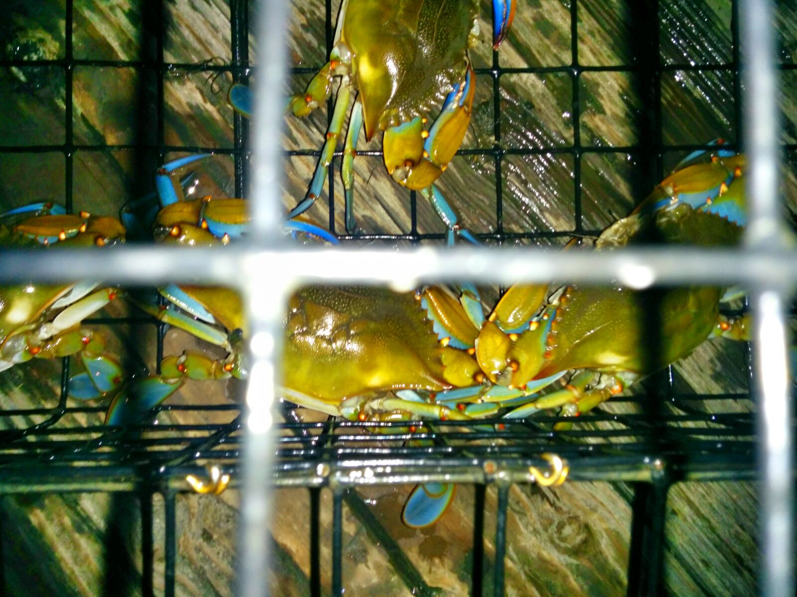 LG Nexus 5 sample photo. Crab photography