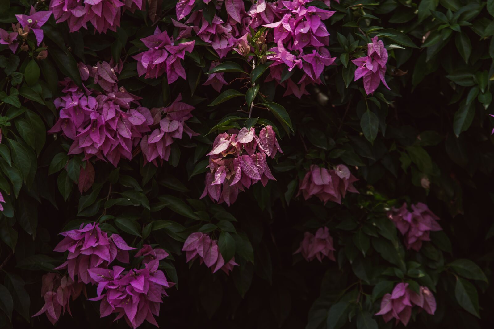 Nikon D5600 sample photo. Bougainvillea, flowers, nature photography