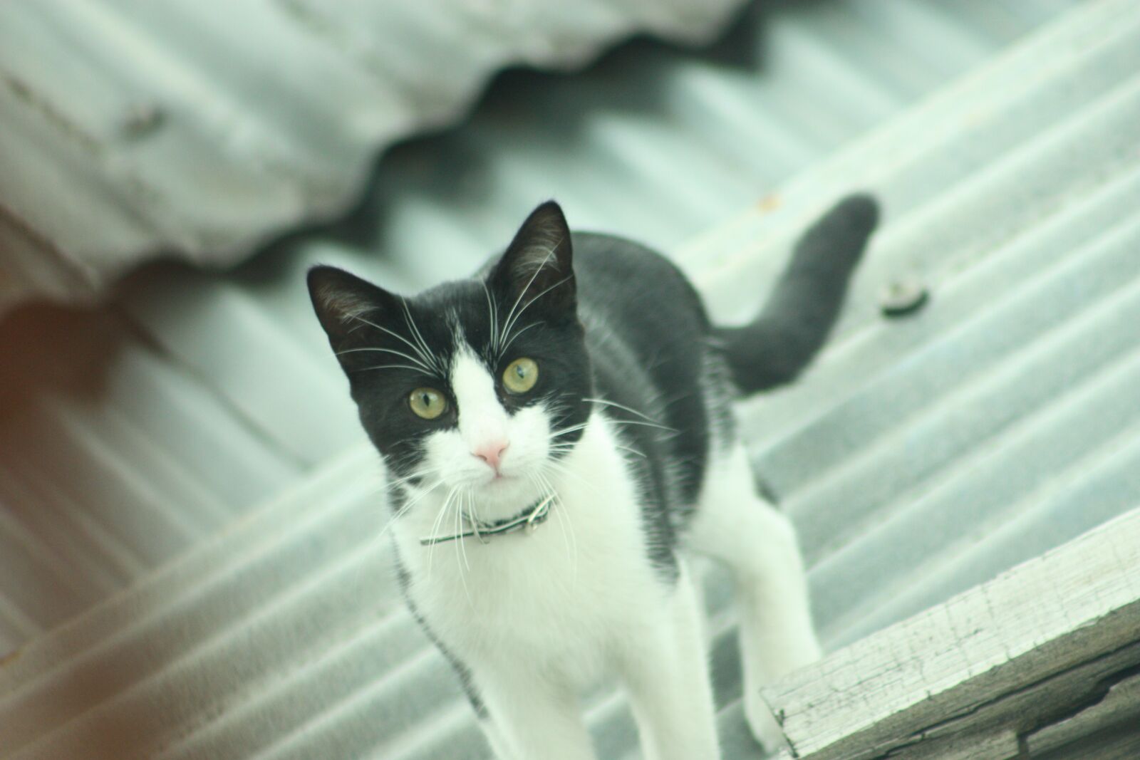 Canon EOS 450D (EOS Rebel XSi / EOS Kiss X2) sample photo. Do cat, animal, nature photography