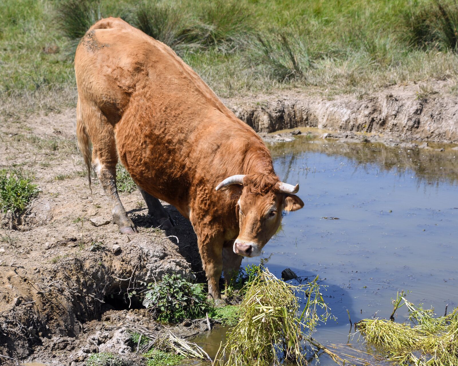 Nikon D500 sample photo. Cow, limousine, drink photography