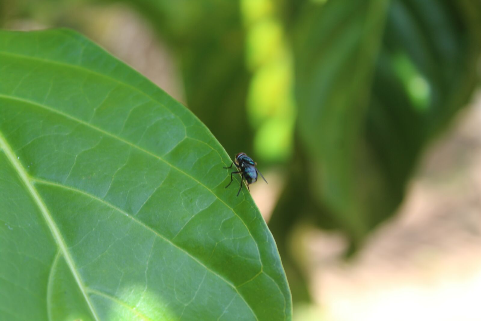 Canon EOS 1300D (EOS Rebel T6 / EOS Kiss X80) sample photo. Insect, green, leaf photography