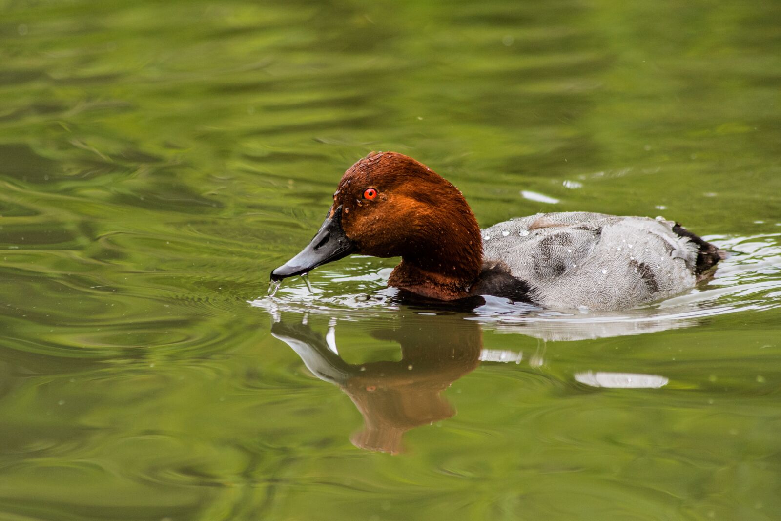 Nikon D7200 sample photo. Bird, landscape, spring photography