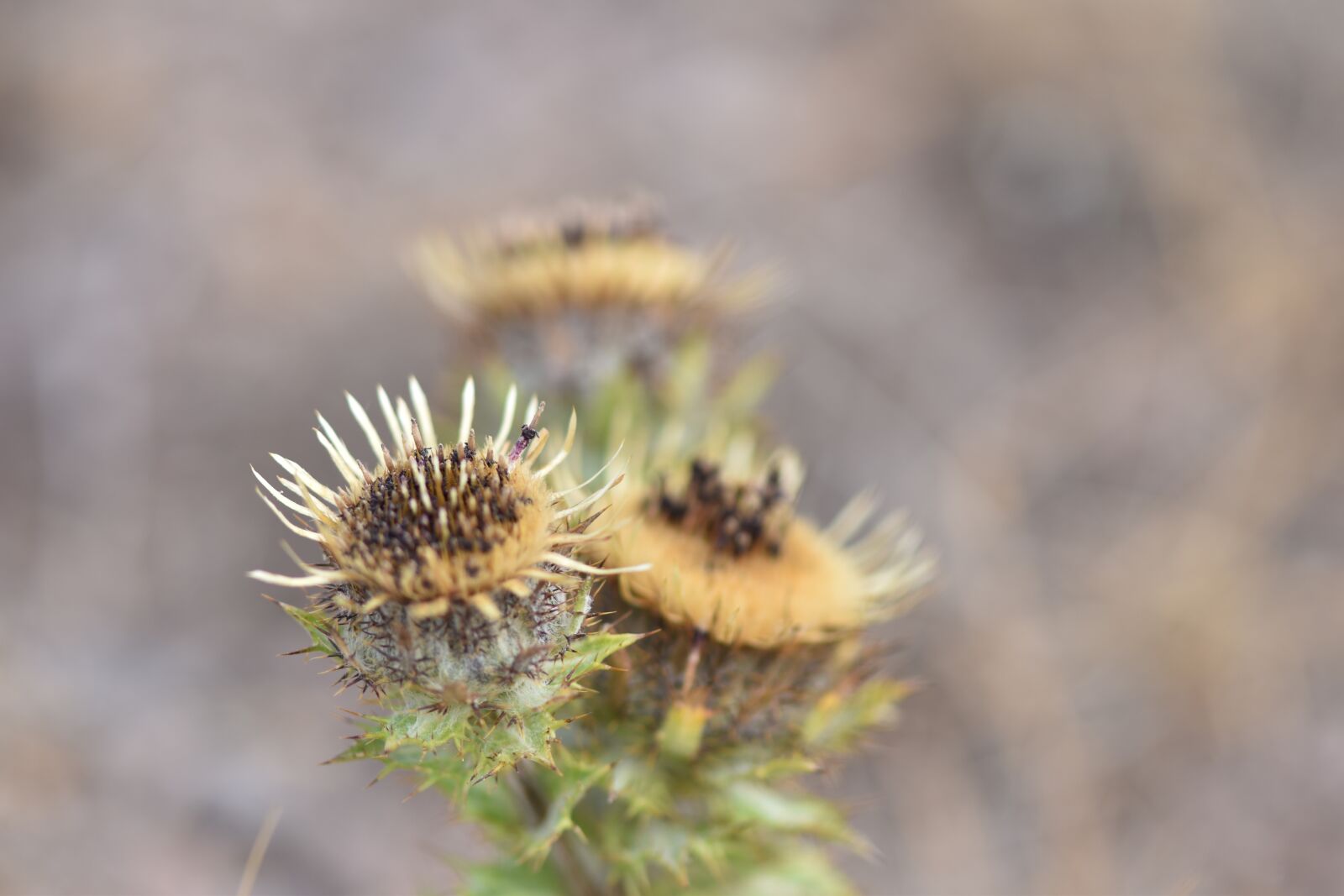 Nikon D5500 sample photo. Thistle, blossom, bloom photography