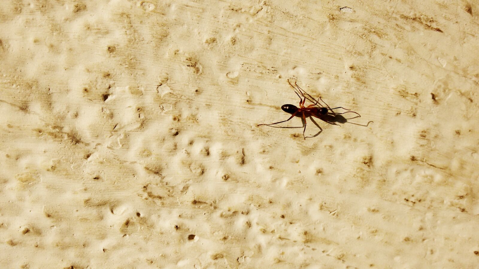Motorola Moto G (2nd Gen) sample photo. Ant, hd background, sun photography