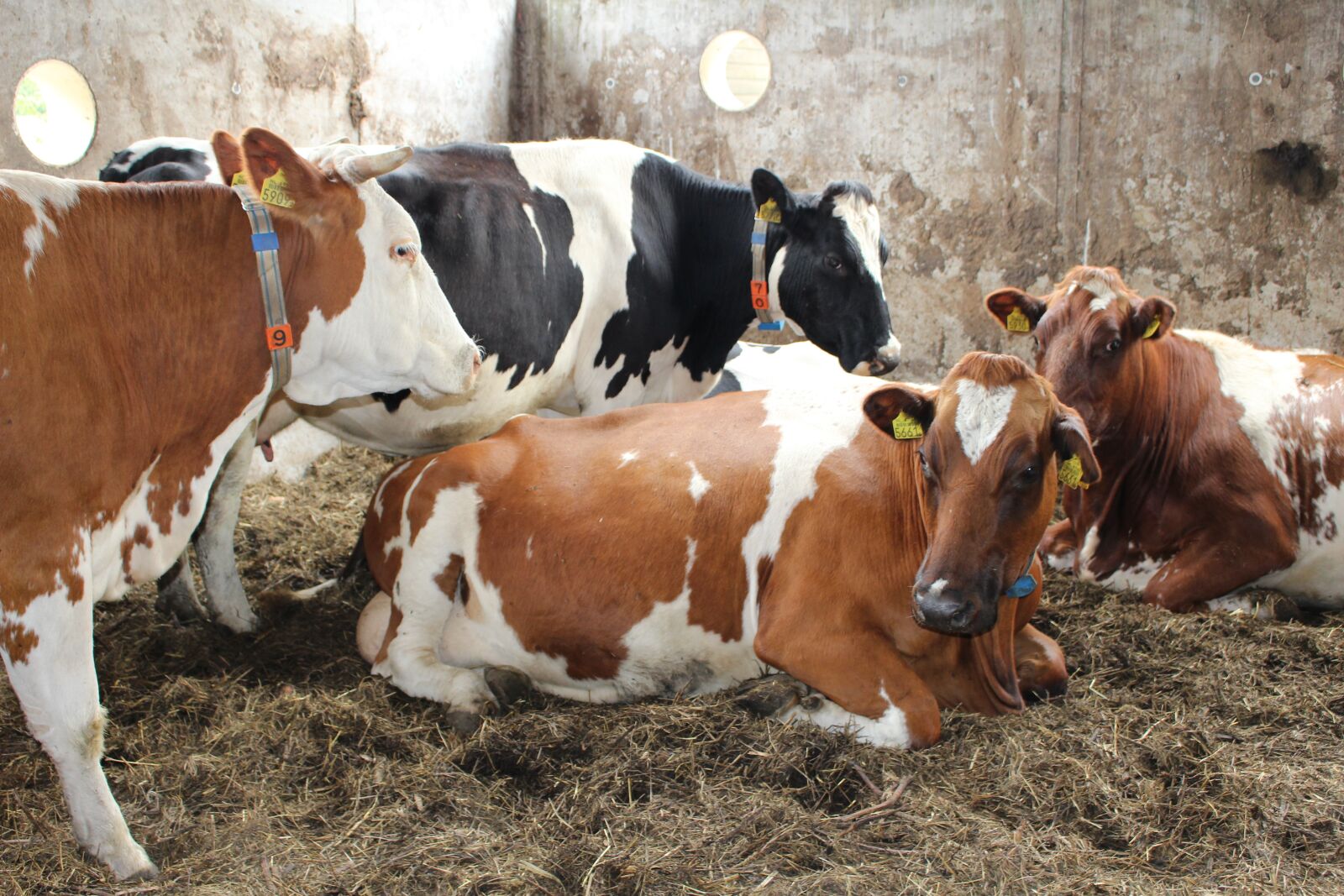 Canon EOS 100D (EOS Rebel SL1 / EOS Kiss X7) sample photo. Cow, netherlands, dutch landscape photography
