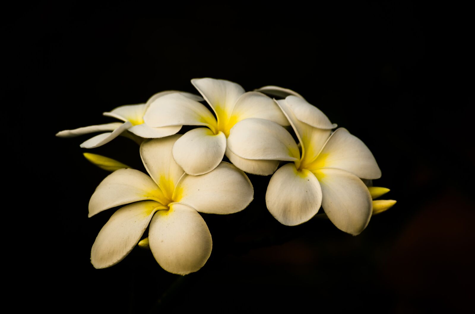 Nikon D7000 sample photo. Flower, nature, blossom photography